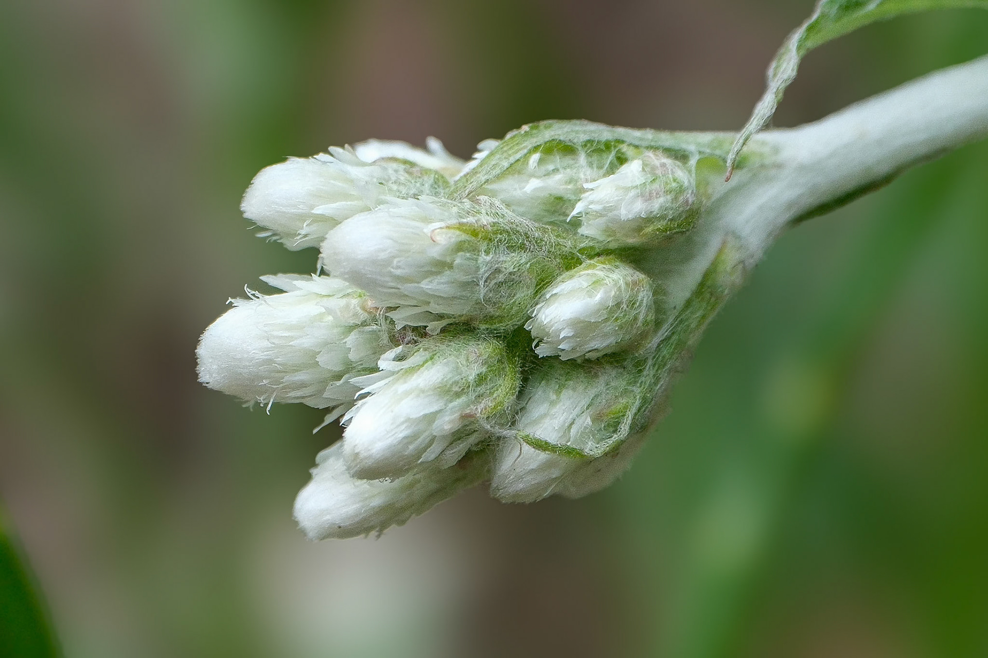250427-771 Plantain-leaved Pussytoes (Antennaria plantaginifolia)