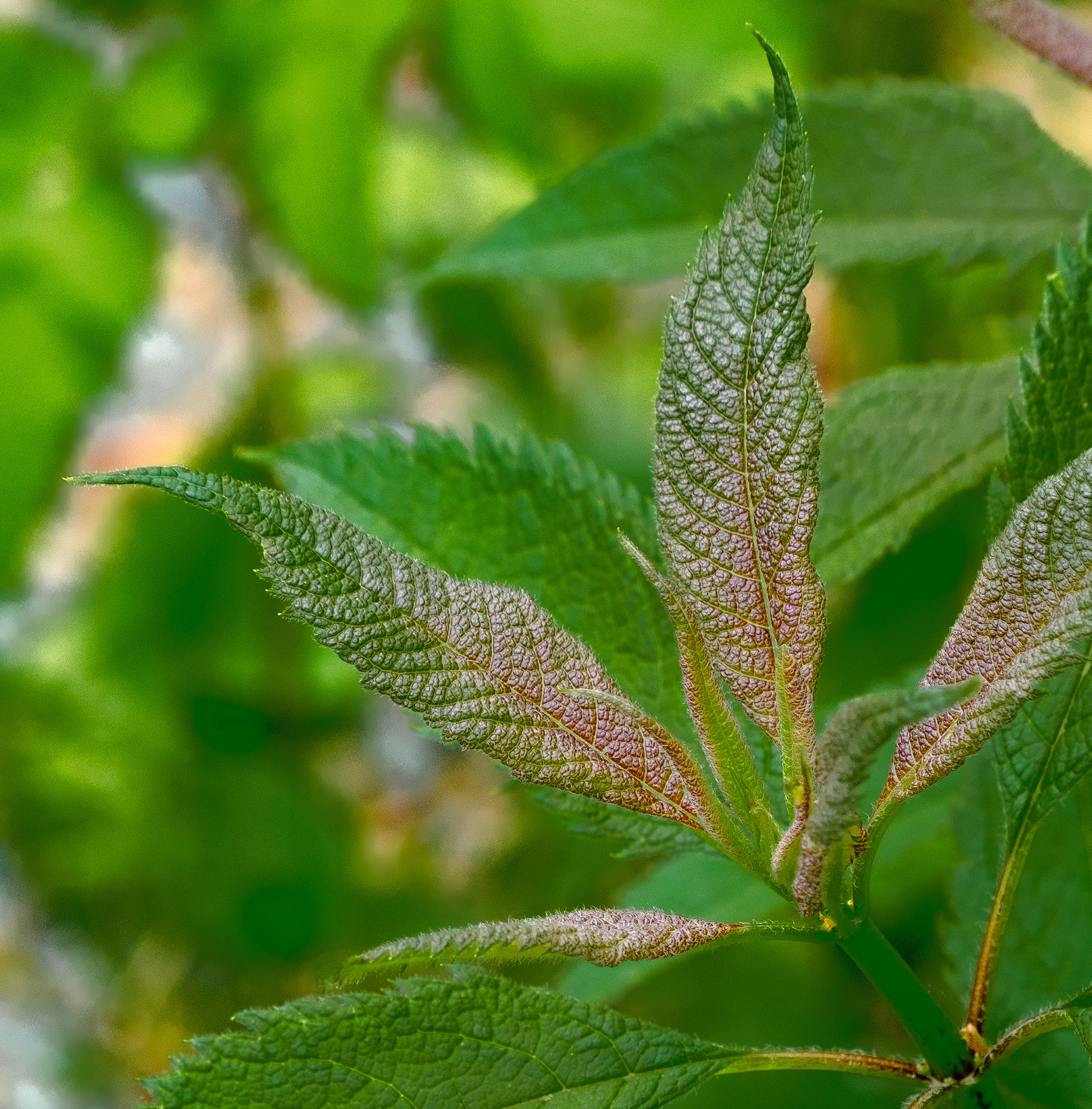 260521-490 Spotted Joe-Pye Weed (Eutrochium maculatum)