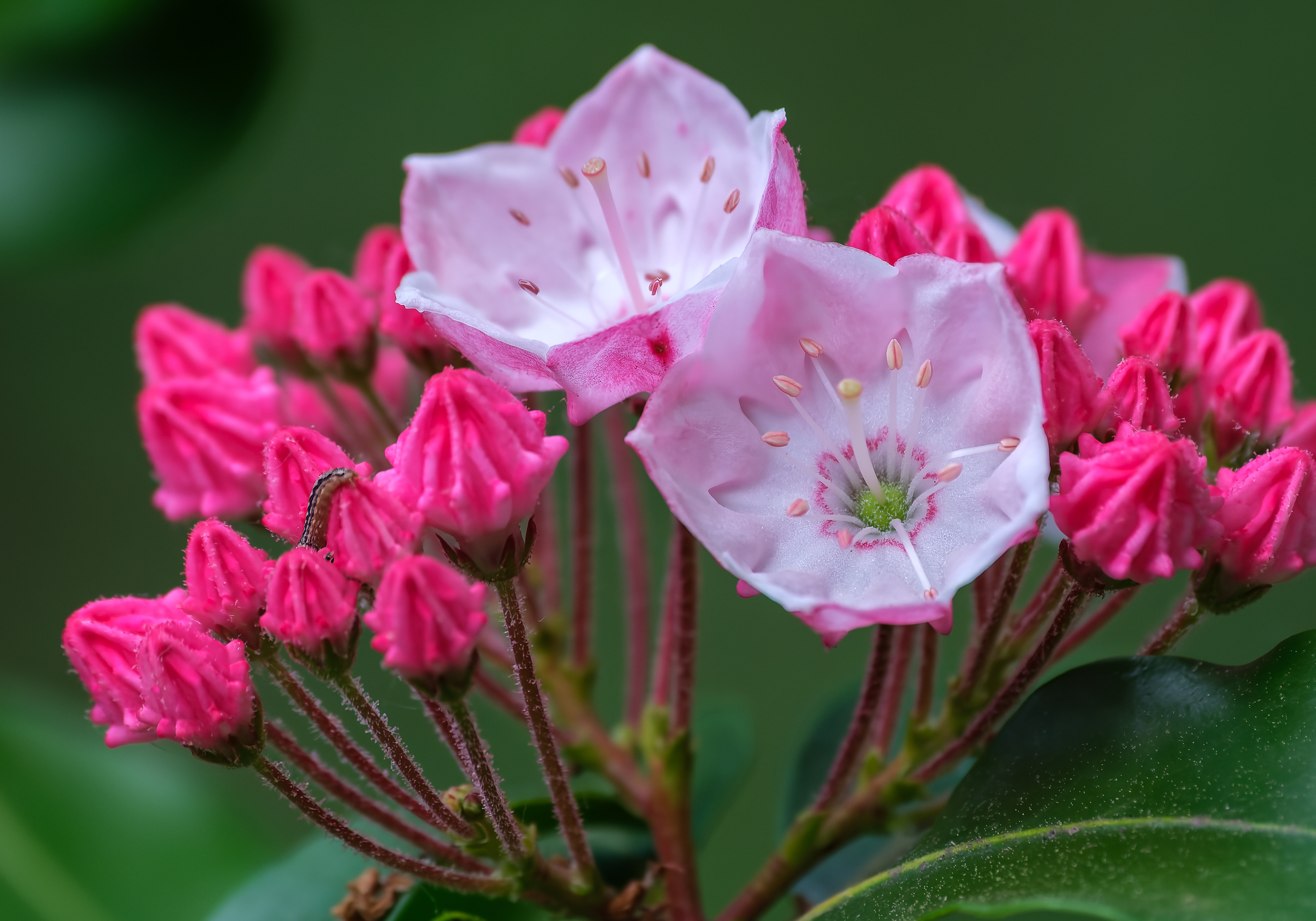 260528-520 Mountain Laurel (Kalmia latifolia)