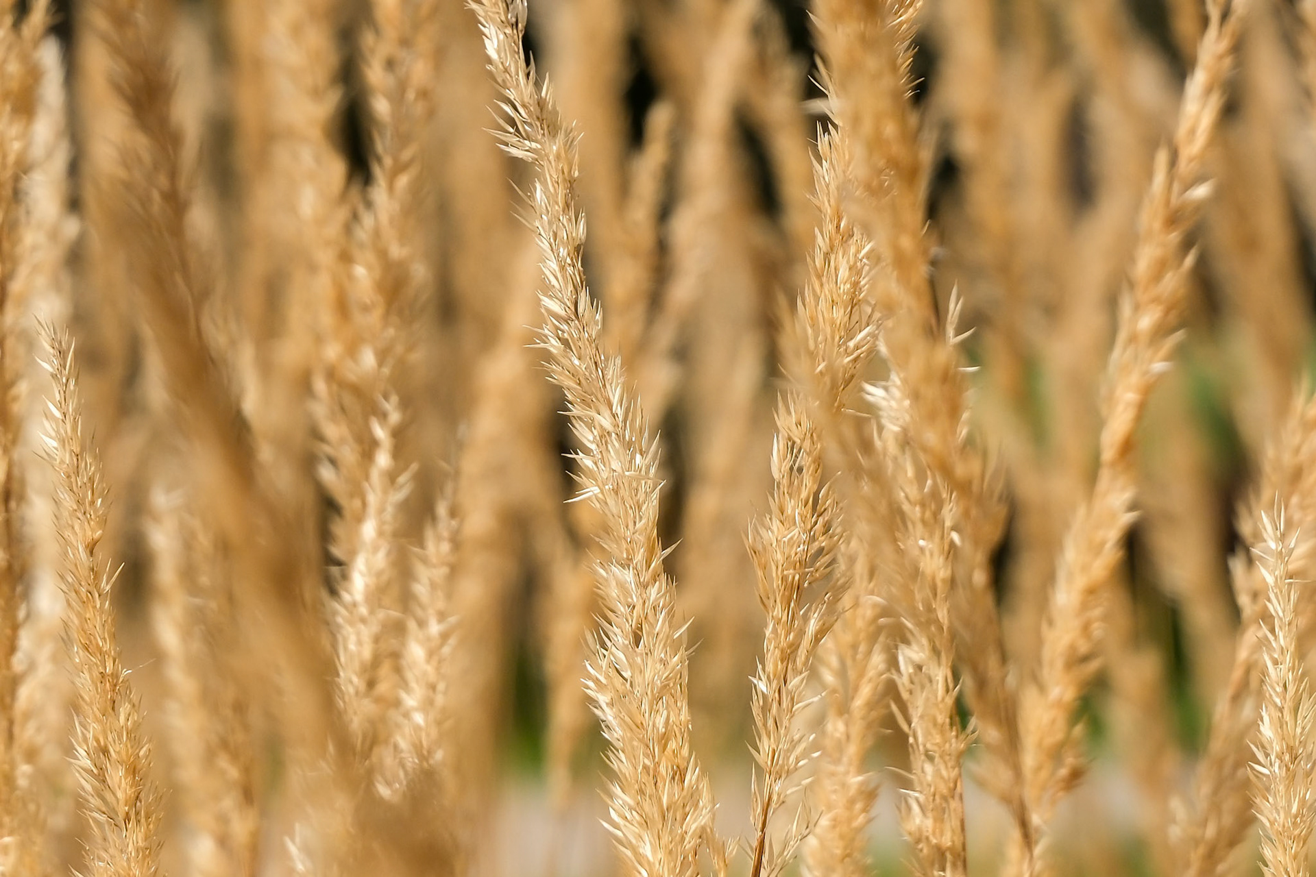 240909-582 Subtribe Agrostidinae