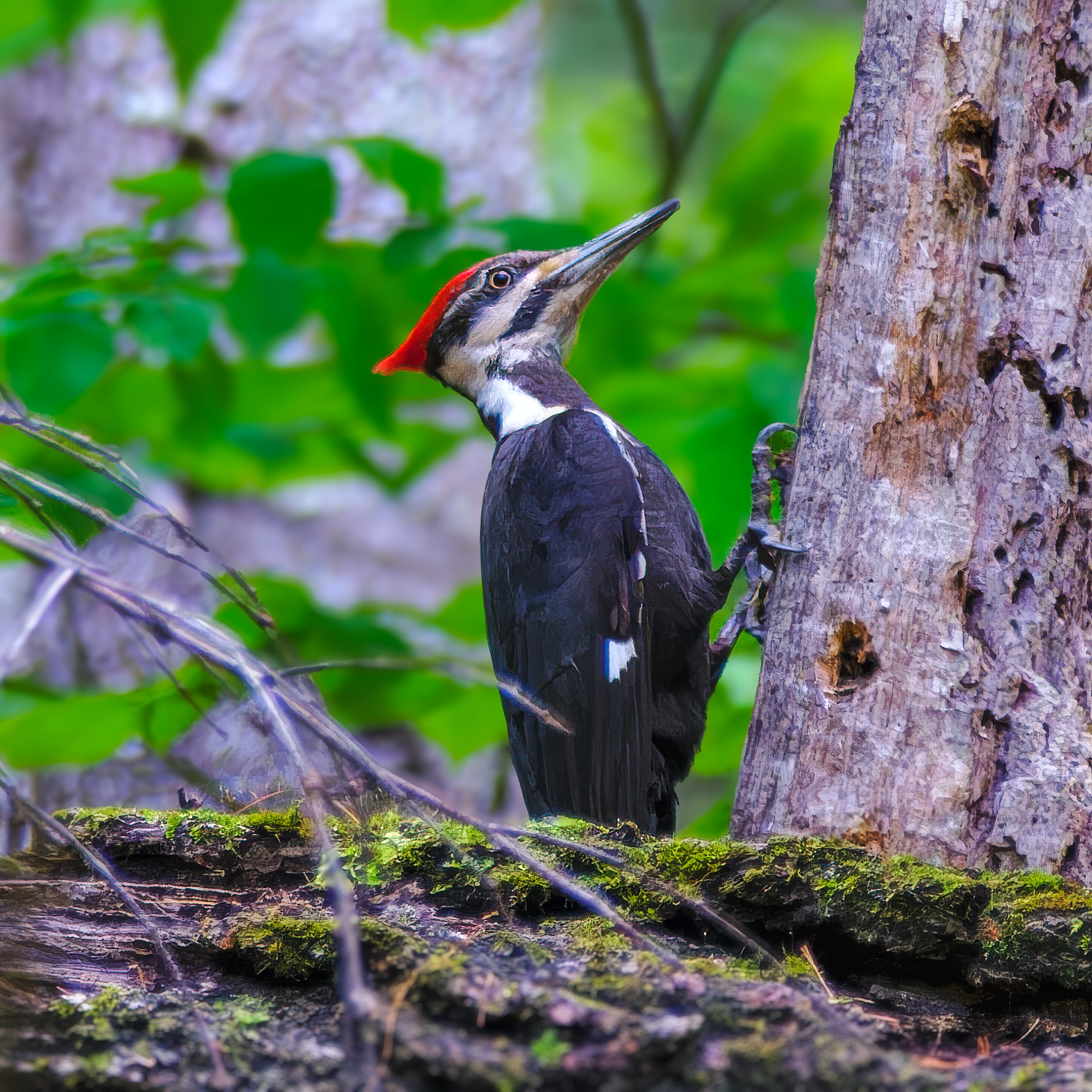 250518-390 Pileated Woodpecker (Dryocopus pileatus)