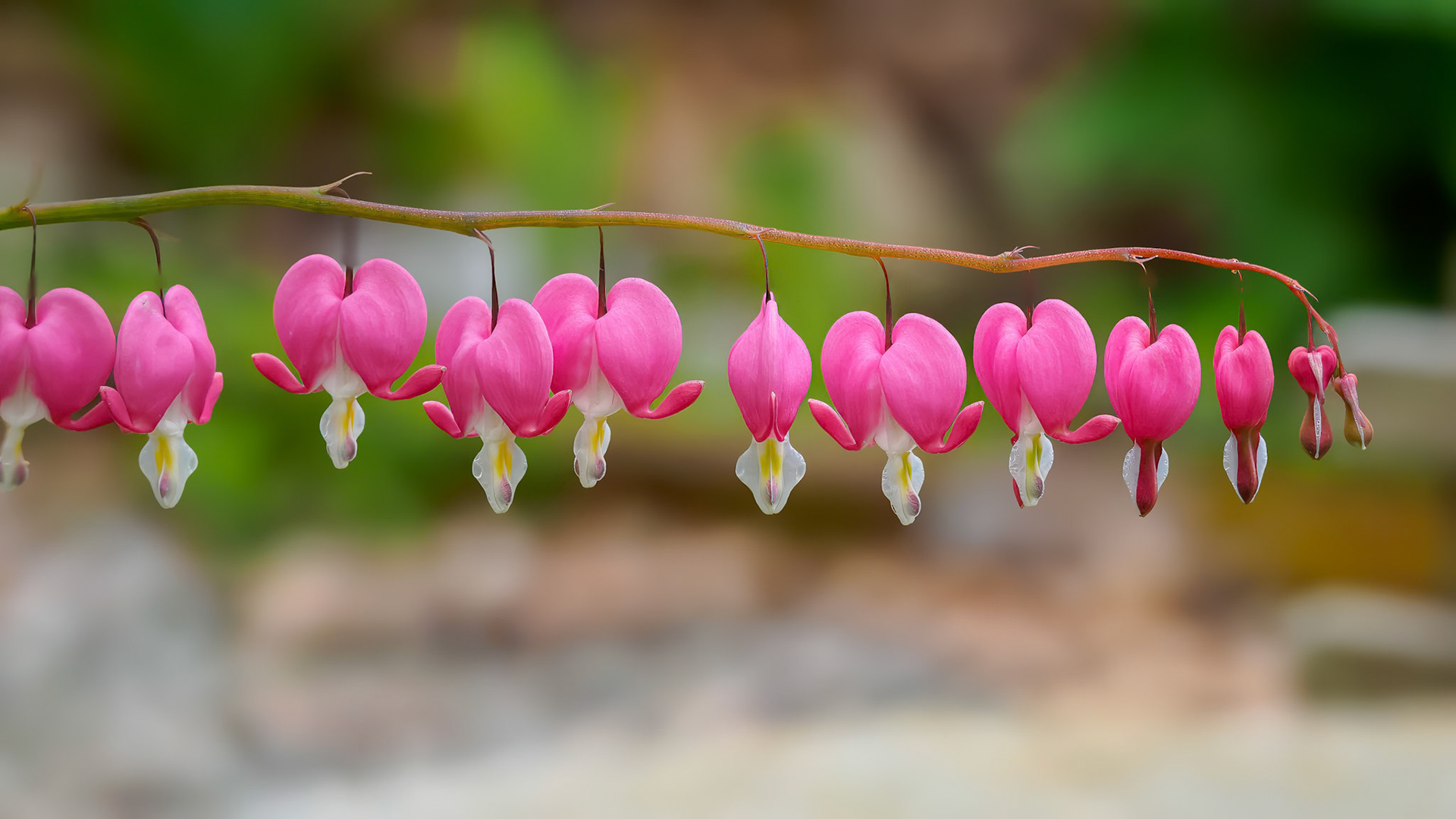 24505-007 Bleeding Hearts