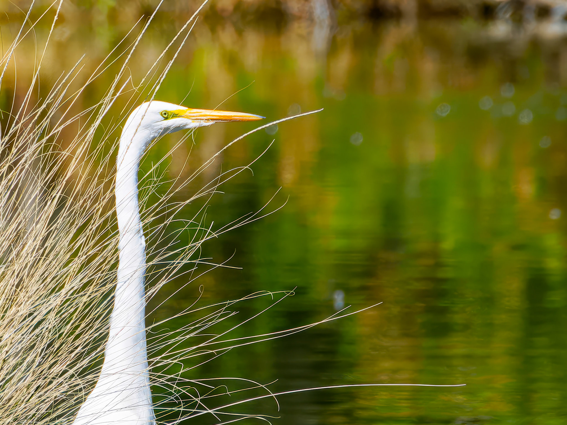 24312091 Egret
