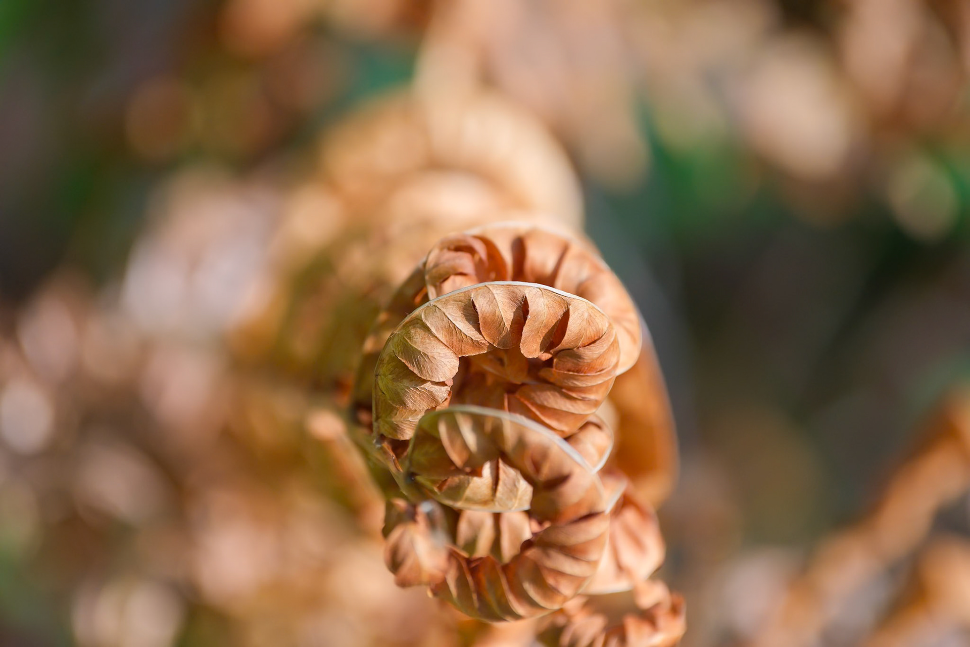 240924-944 Fern Fronds