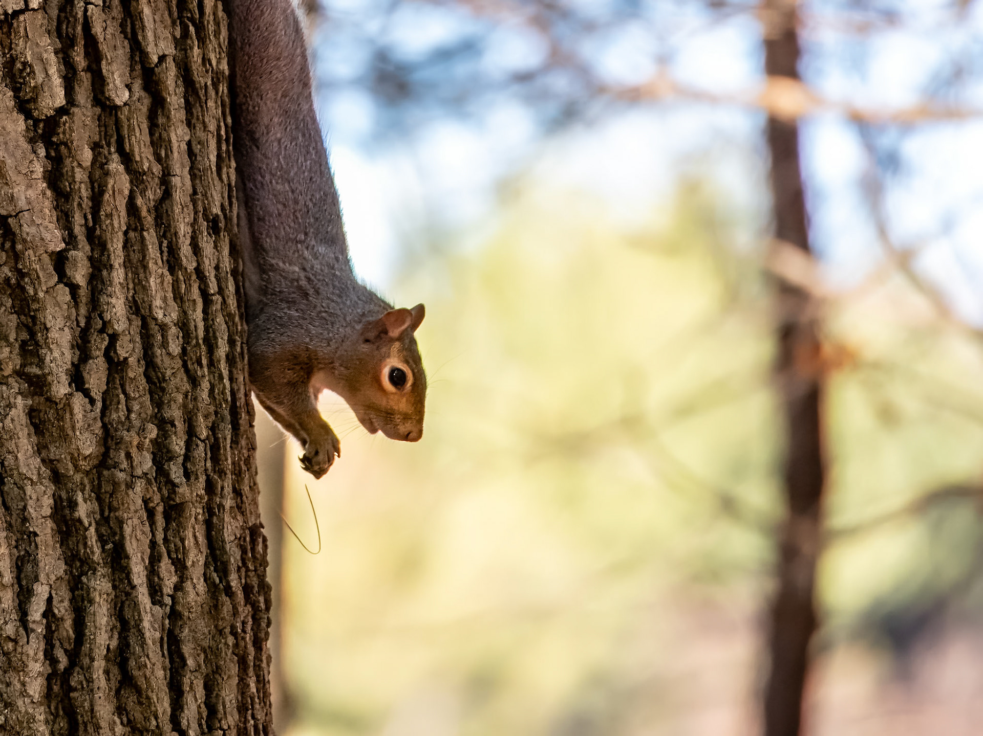 16B09050 Tree Hugger