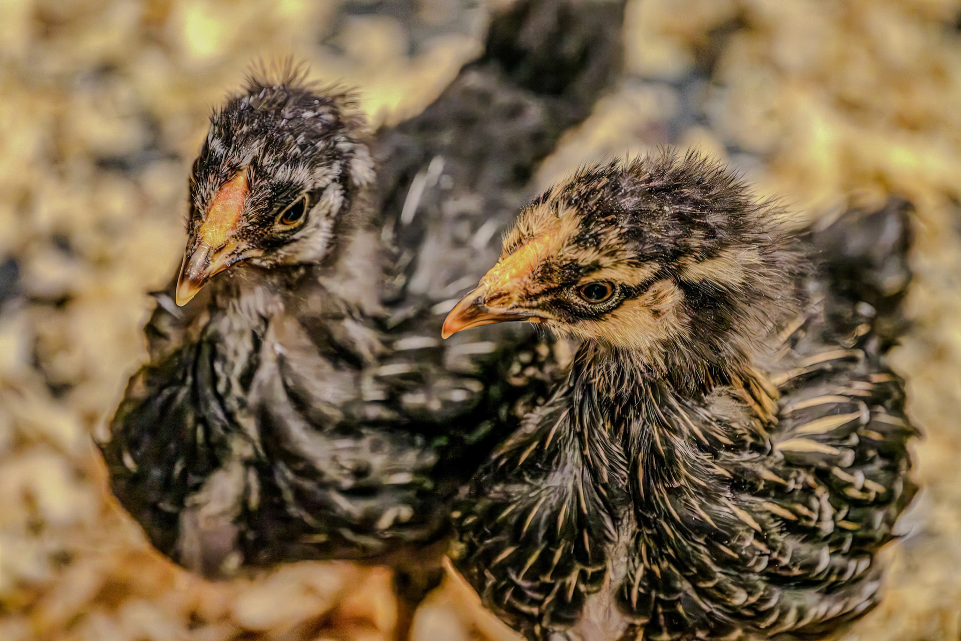 250421-582 Gold and Silver Laced Wyandotte Chickens (Gallus gallus domesticus)