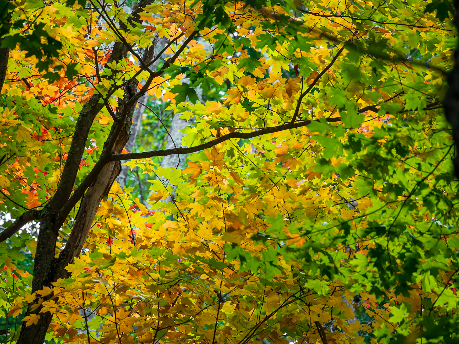 20A01057 Foliage Fun