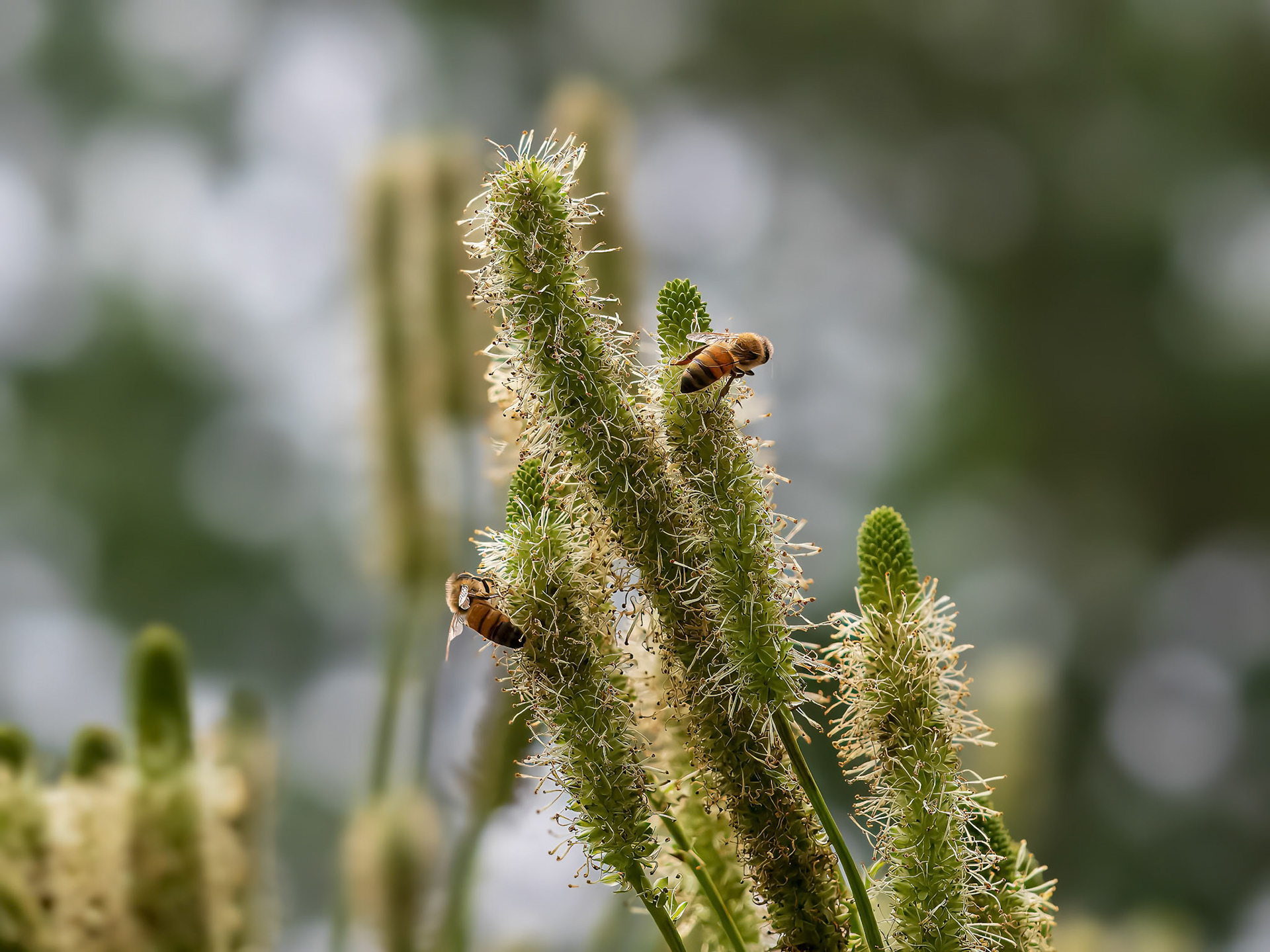 24724-011 Two Bees
