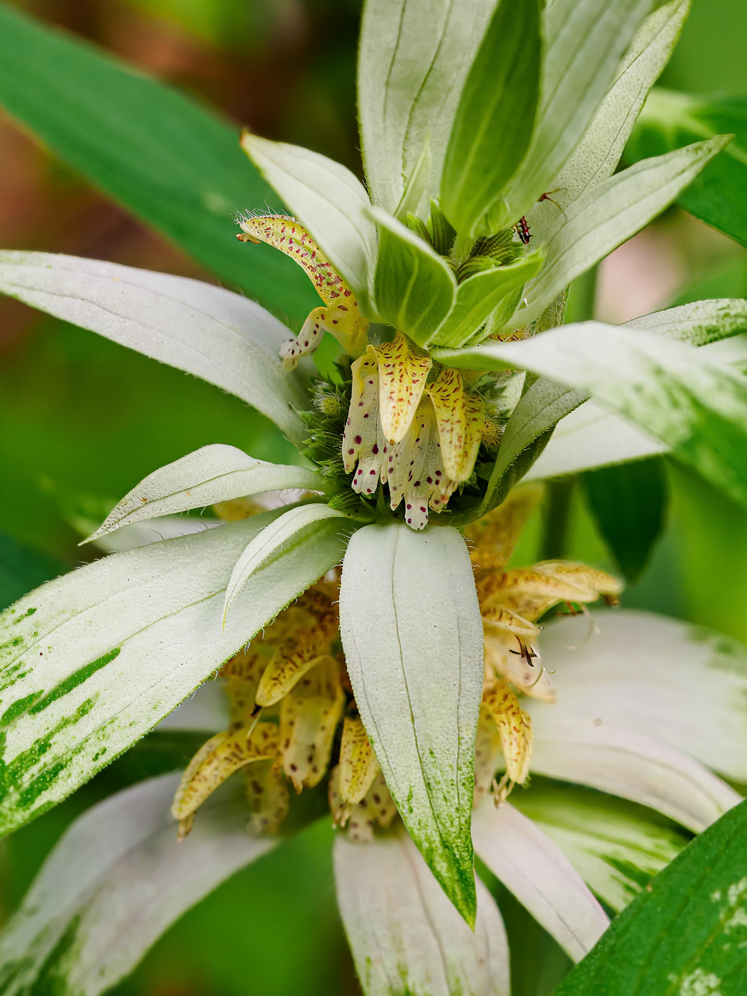 24726-021 Monarda punctata — spotted bee-balm