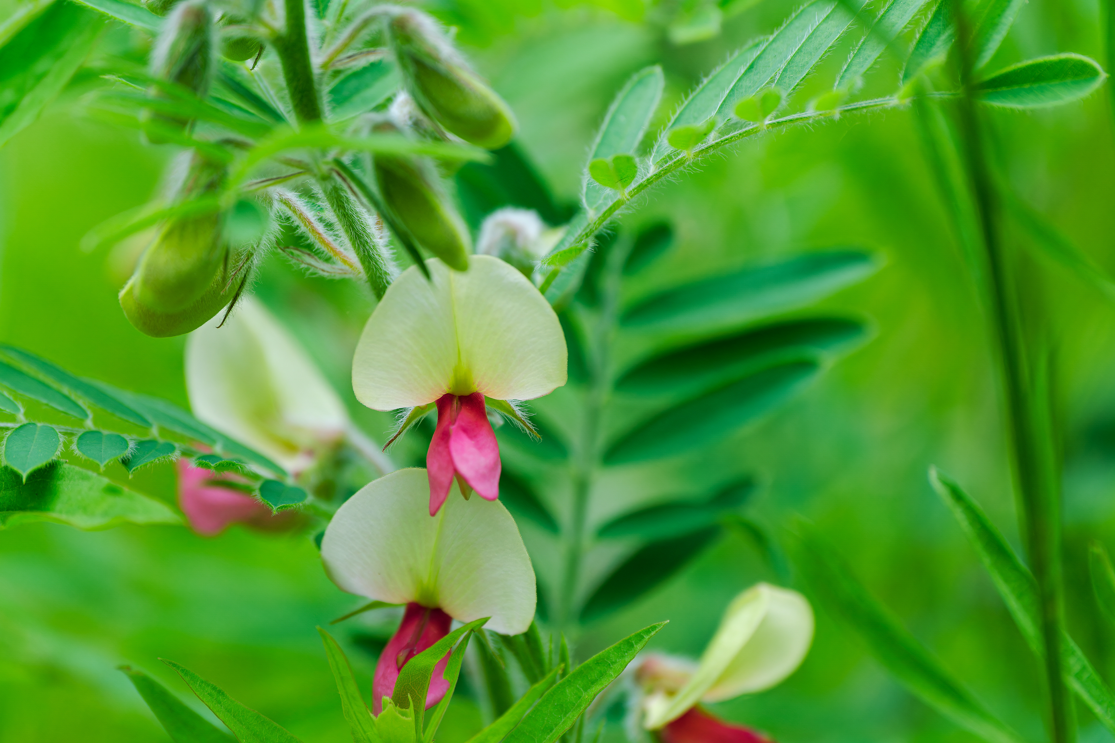 250626-780 Goat's Rue (Tephrosia virginiana)