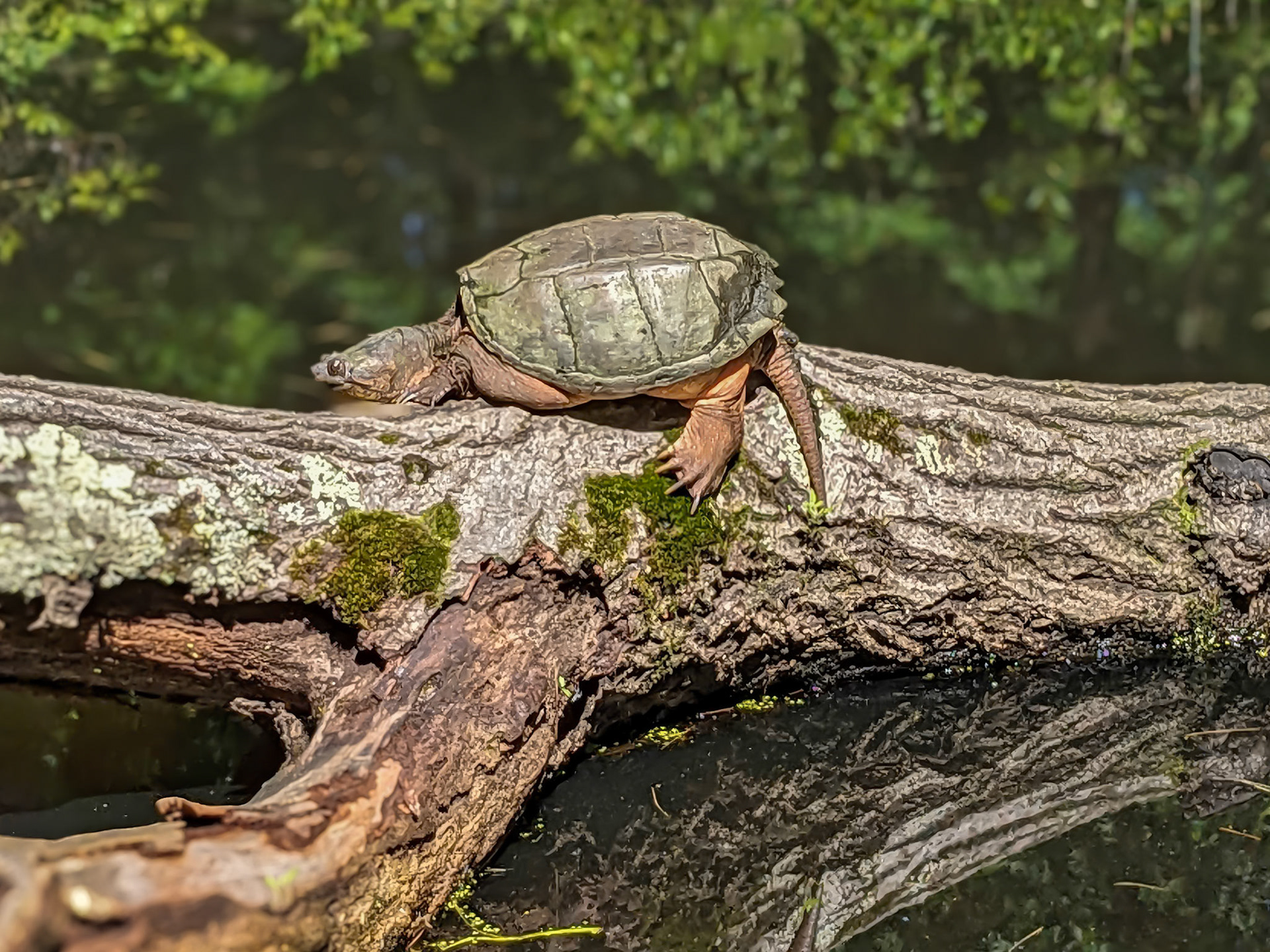 24531-074 Snapping Turtle