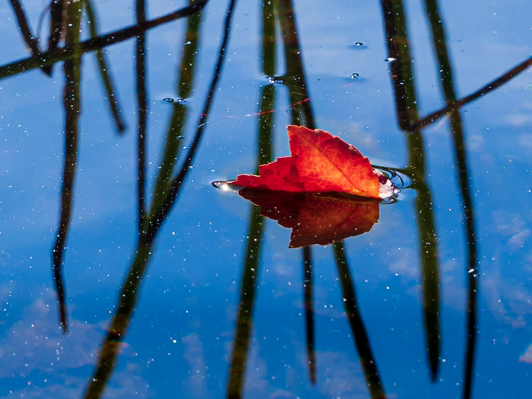 21A20060 Half and Half