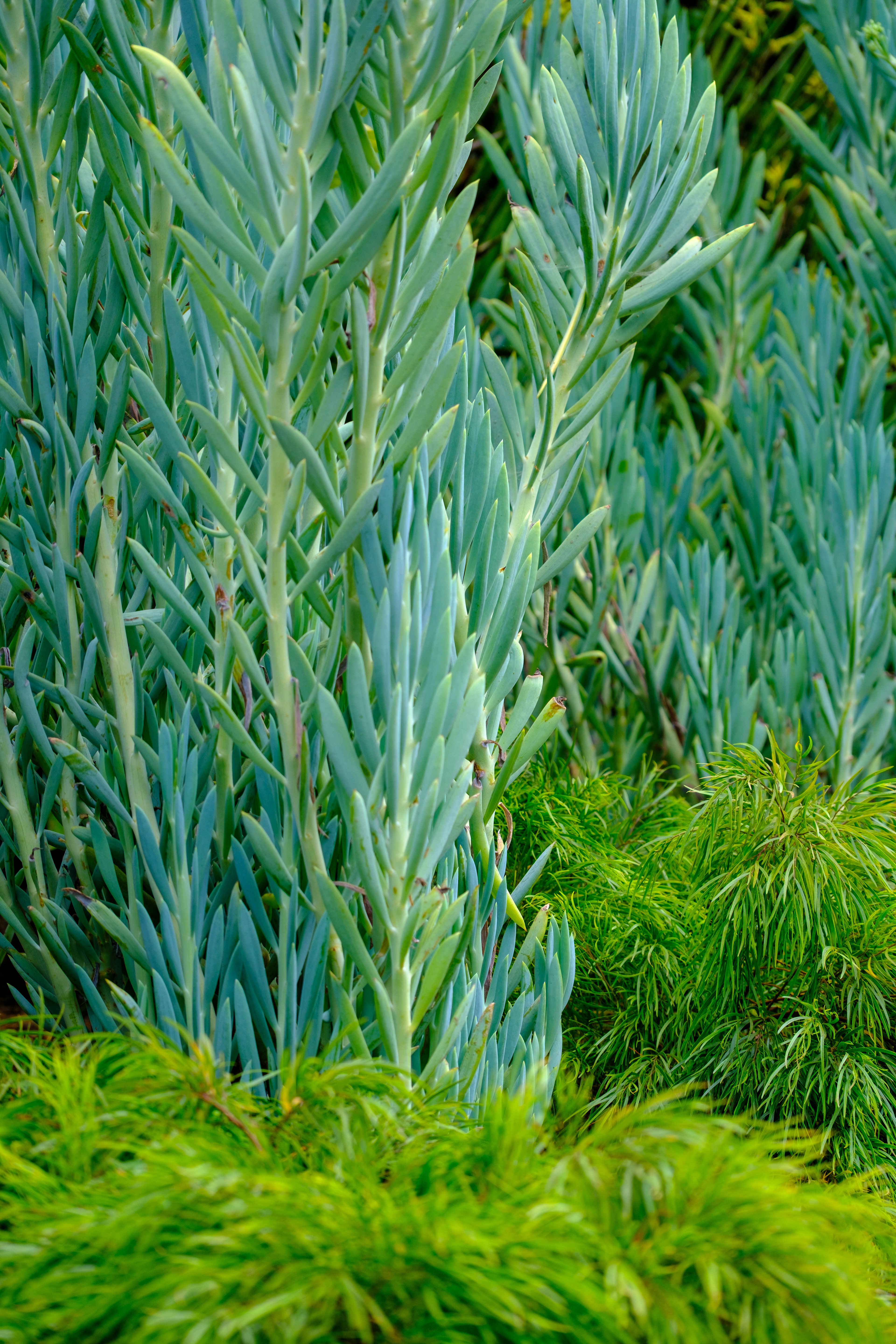 250715-177 Blue Chalkstick (Curio ficoides)