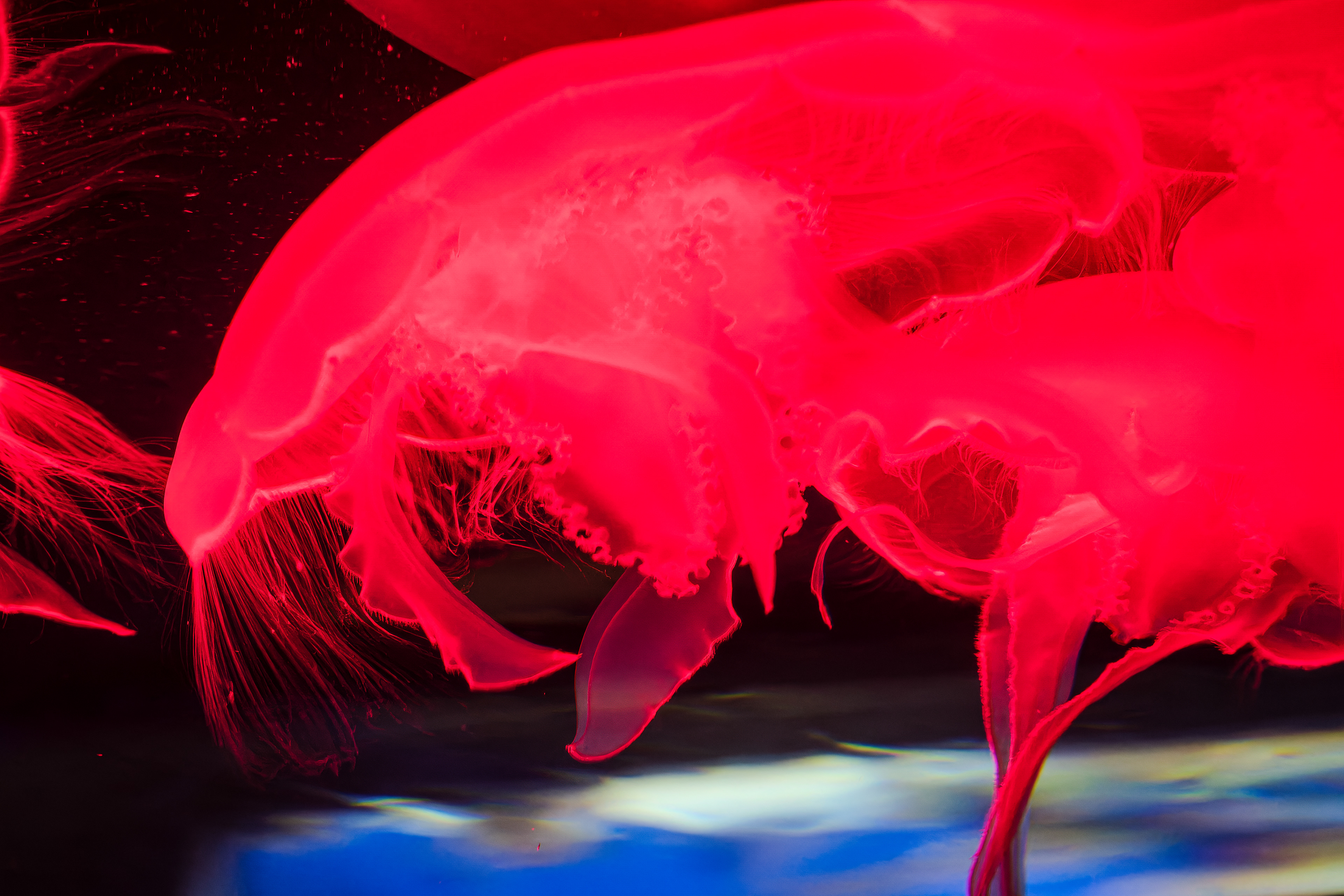 250713-974 Jellyfish