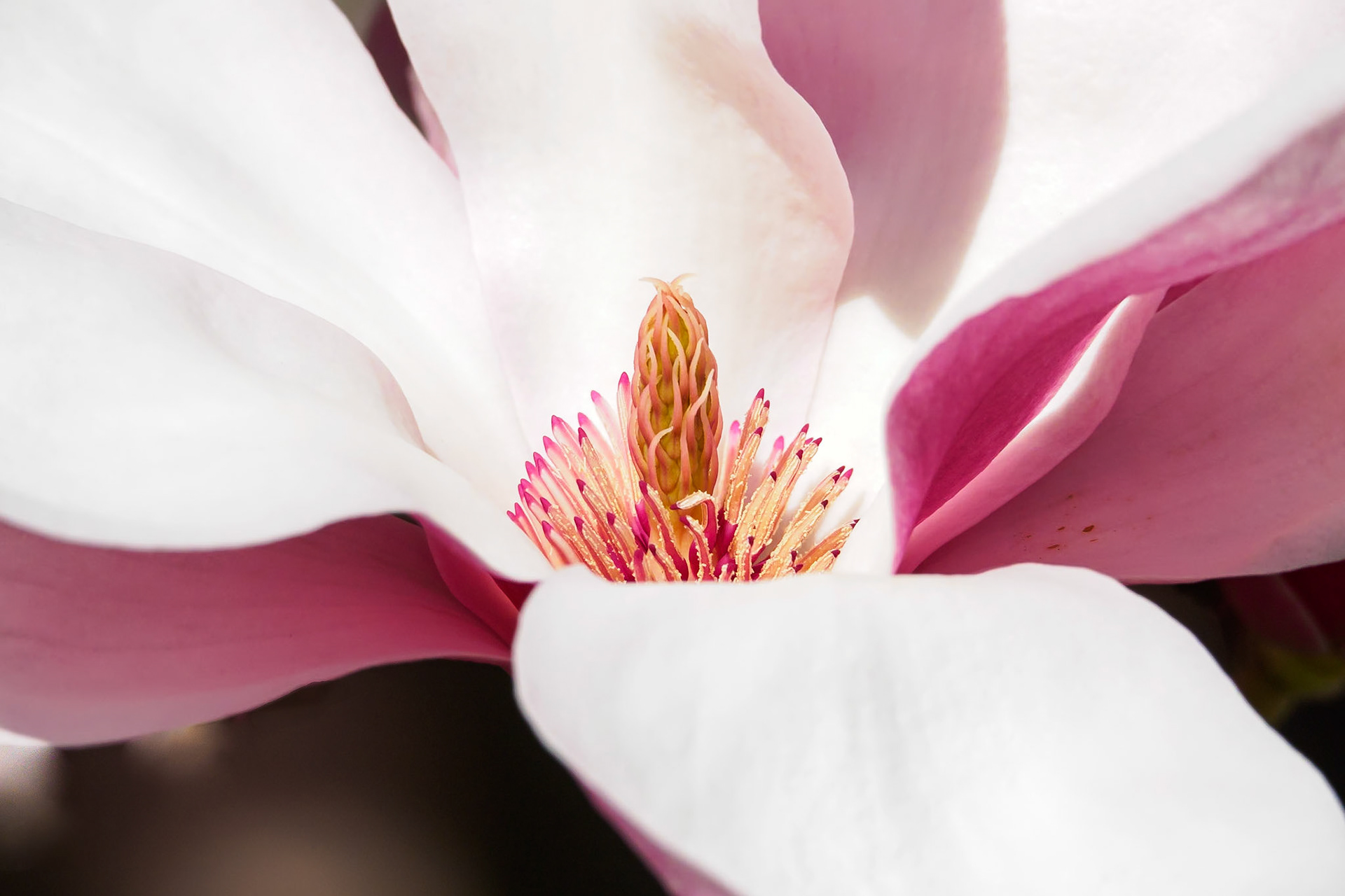 18428050 Centerpiece