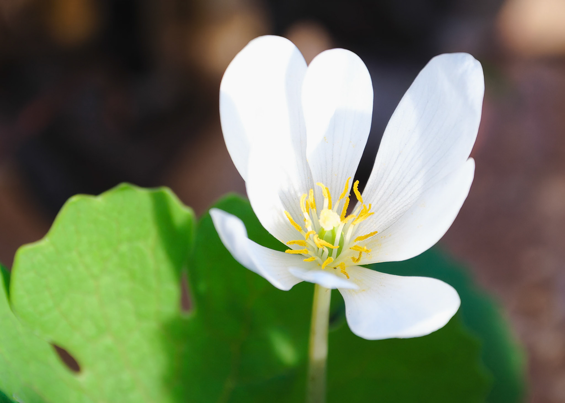 250420-314 Bloodroot (Sanguinaria canadensis)