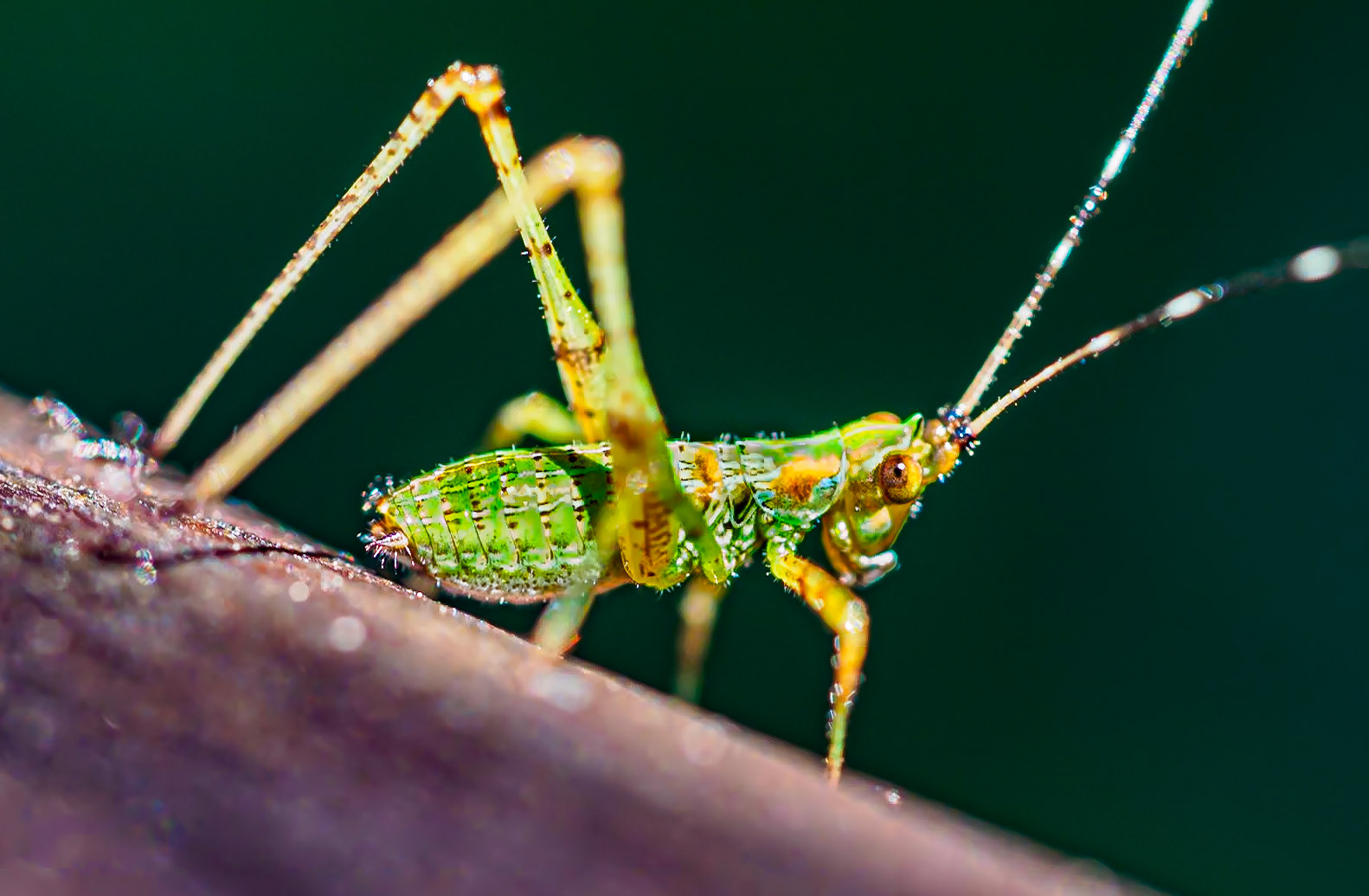 19728006 Railing Jumper