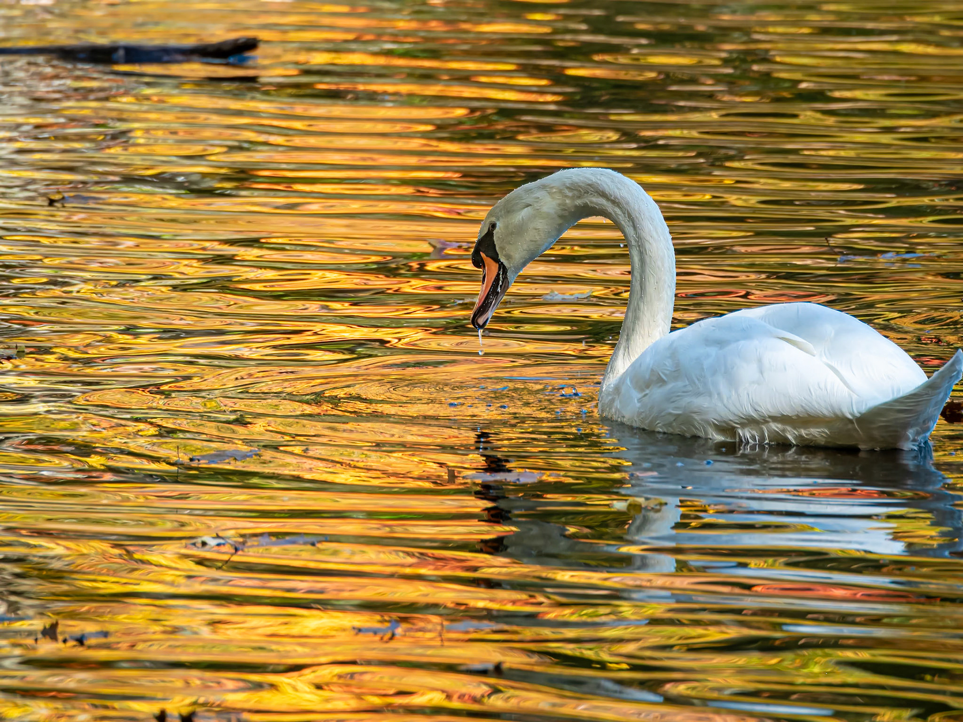 19A15059 Swan Life