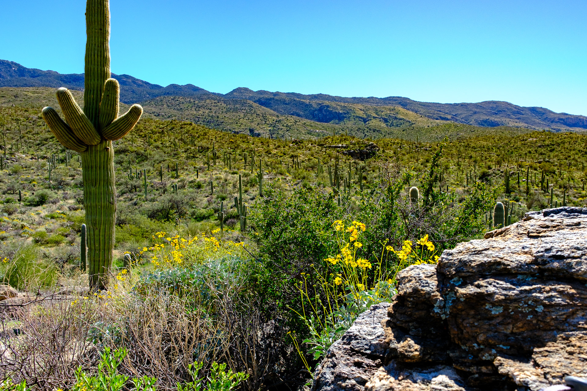 260218-899 Saguaro National Park (East)