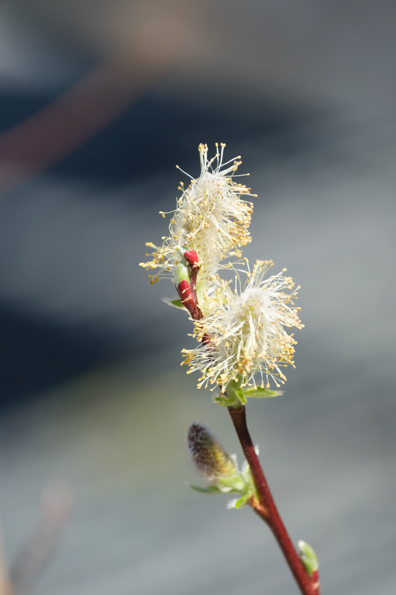 250417-275 Willow (Salix)