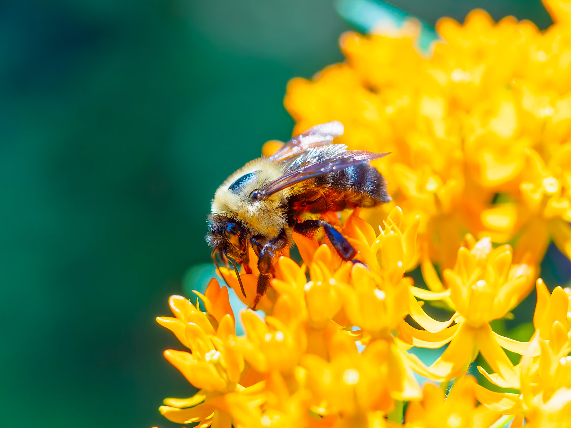 22703063 Bee On Yellow