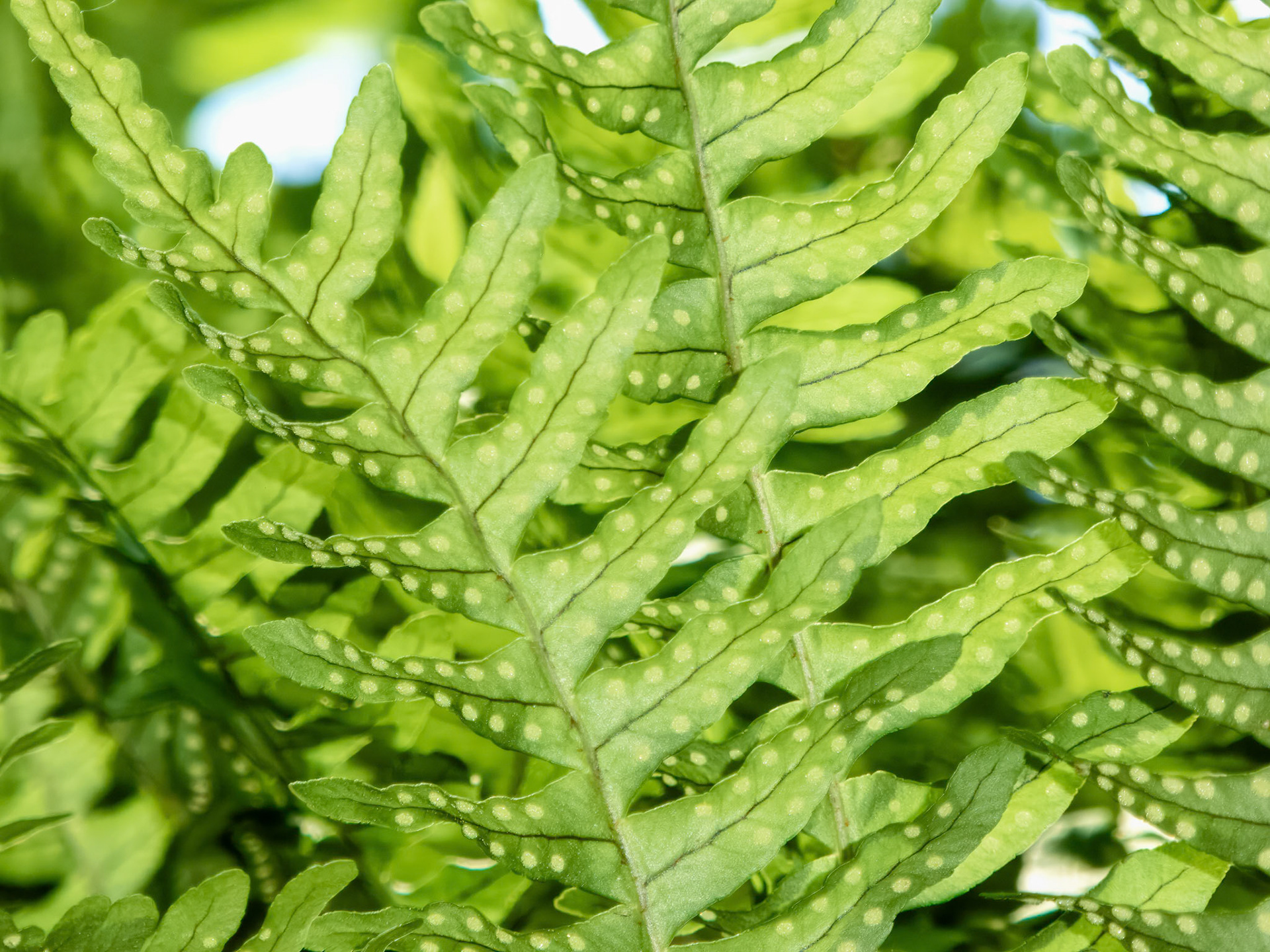 Pottery Inspiration ©dag