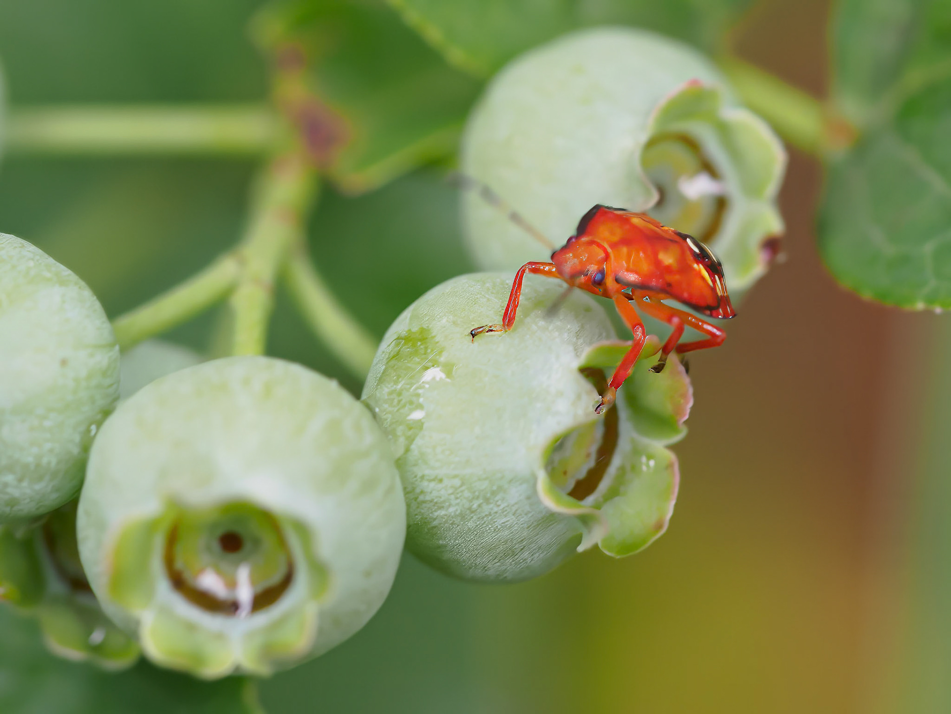 24622-003 Stink Bug