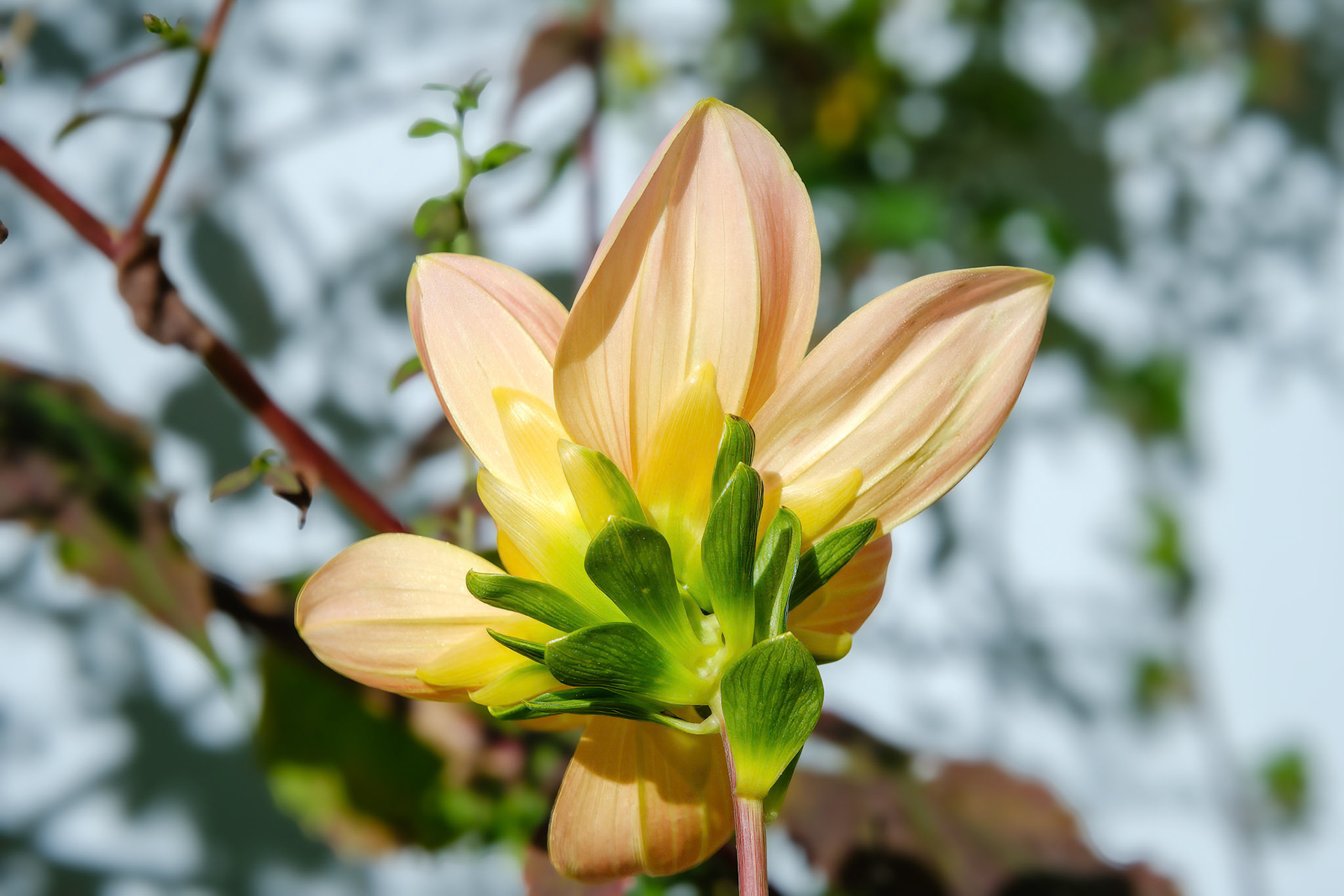 241020-180 Garden Dahlia (Dahlia pinnata)