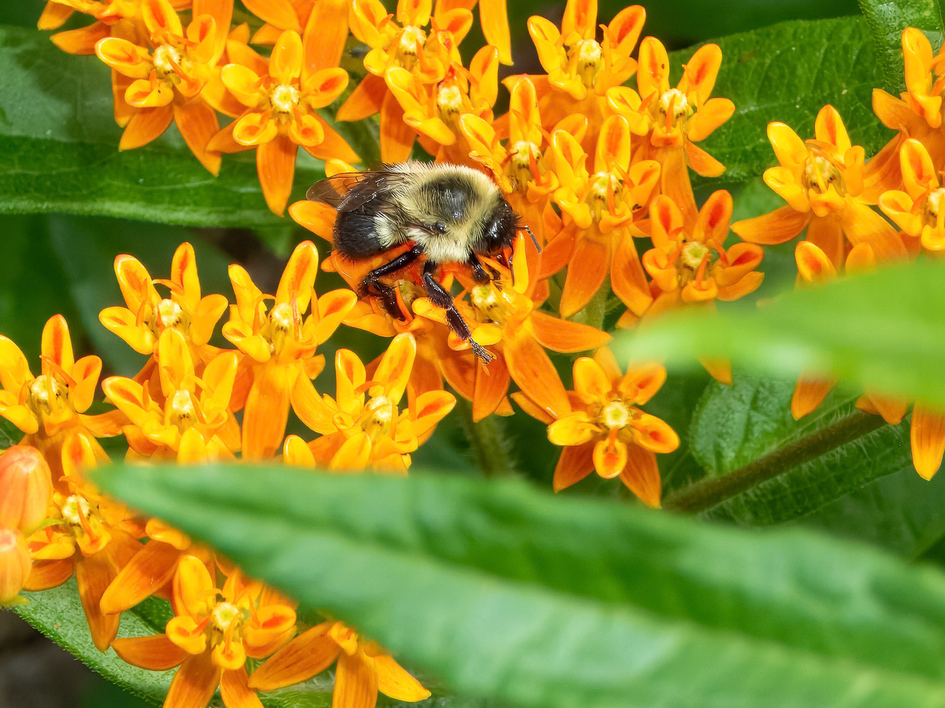 Bumbler on Asclepias Tuberosa ©dag