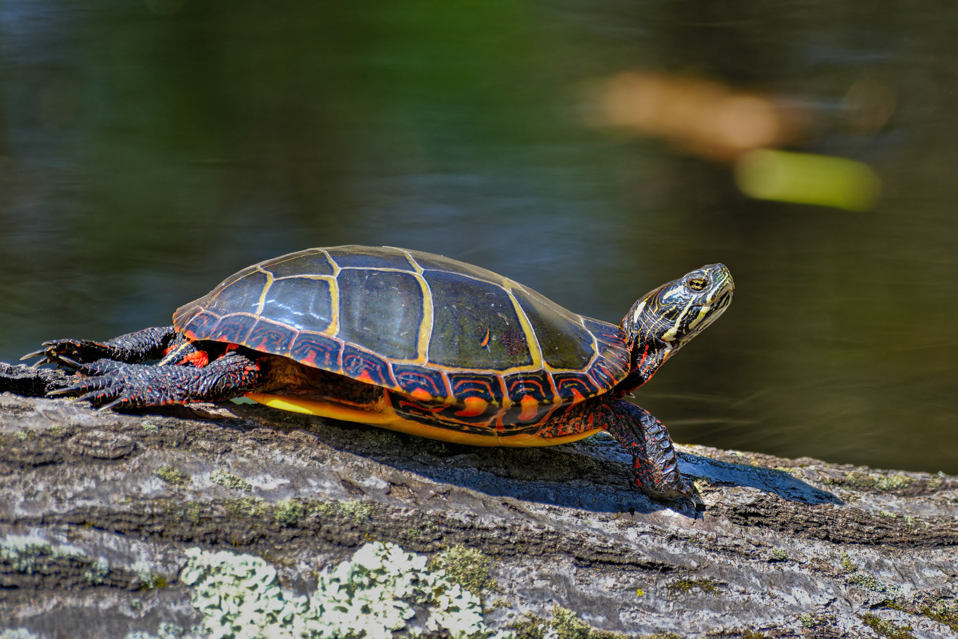 250424-719 Painted Turtle (Chrysemys picta)