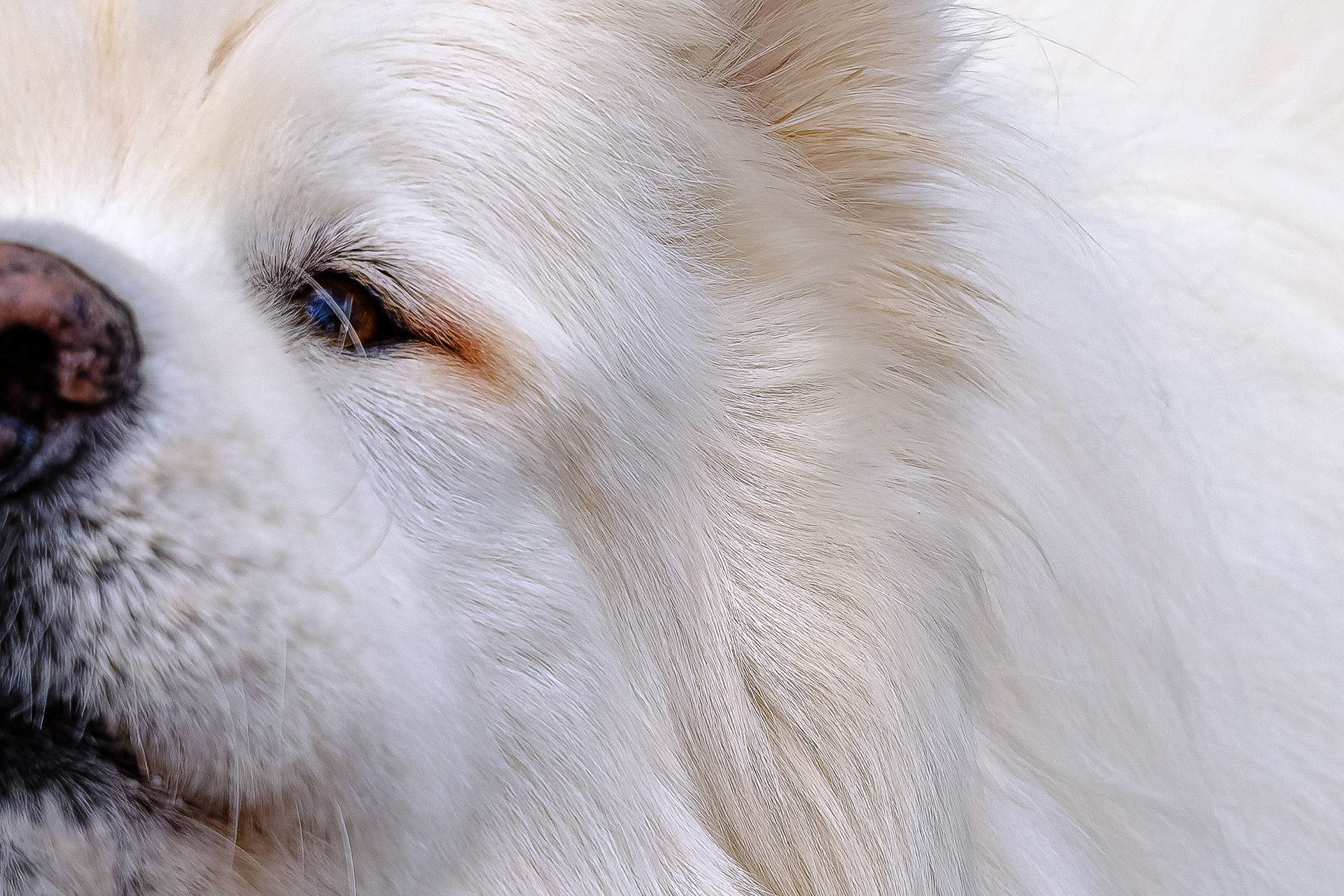 260420-058 Neighborhood Samoyed