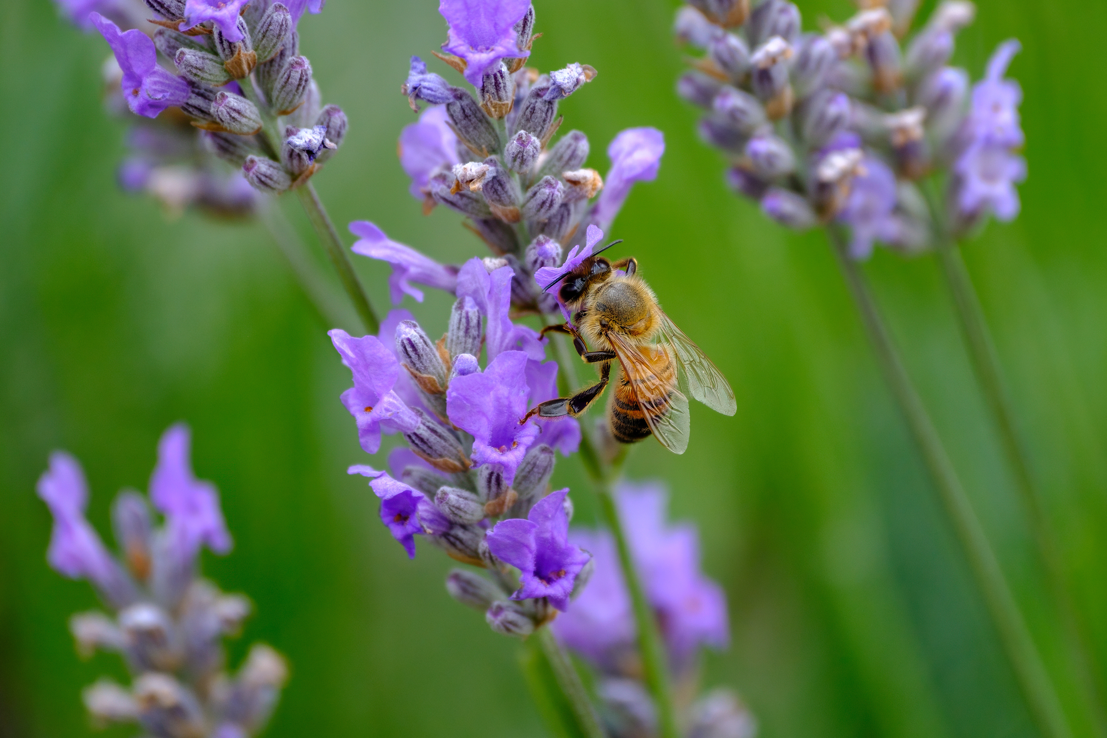 250715-169 Western Honey Bee (Apis mellifera) on French Lavender (Lavandula dentata)