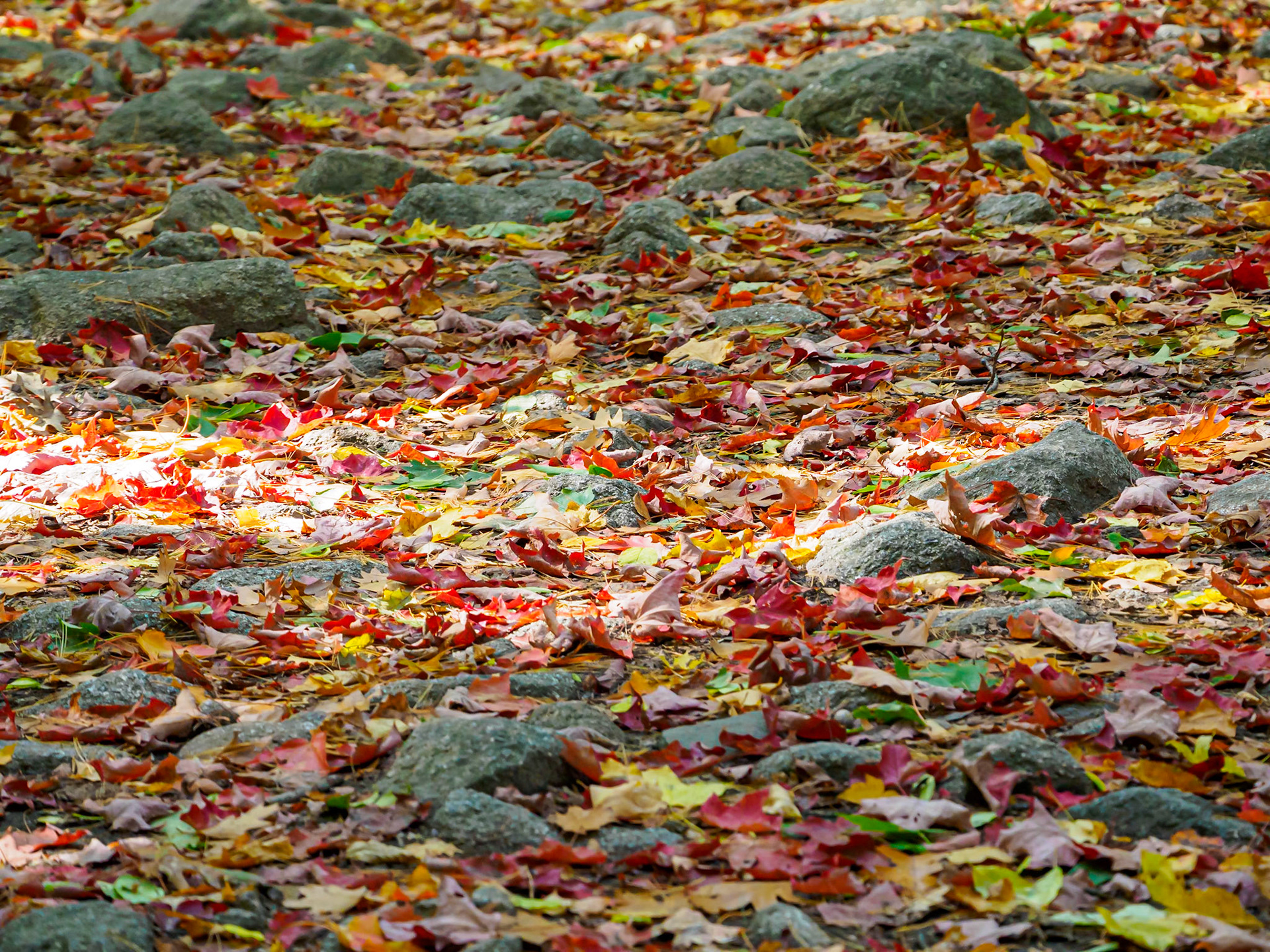 20A01052 Leaves Down 1