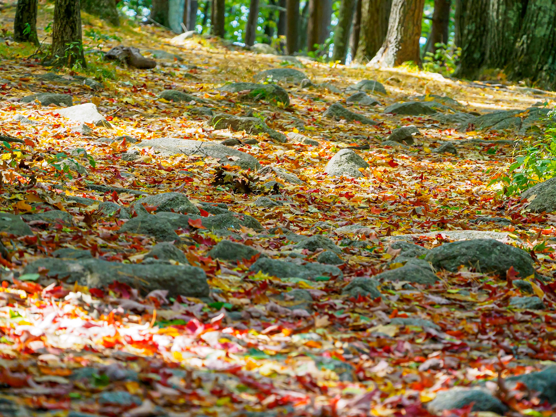 20A01054 Leaves Down 2