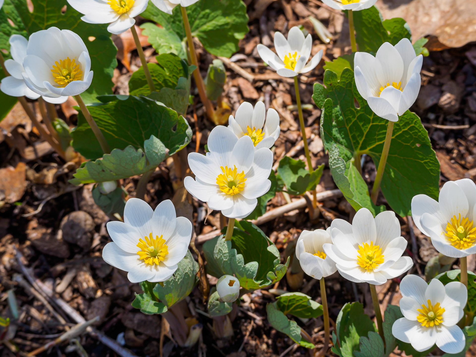 24415-173 Bloodroot