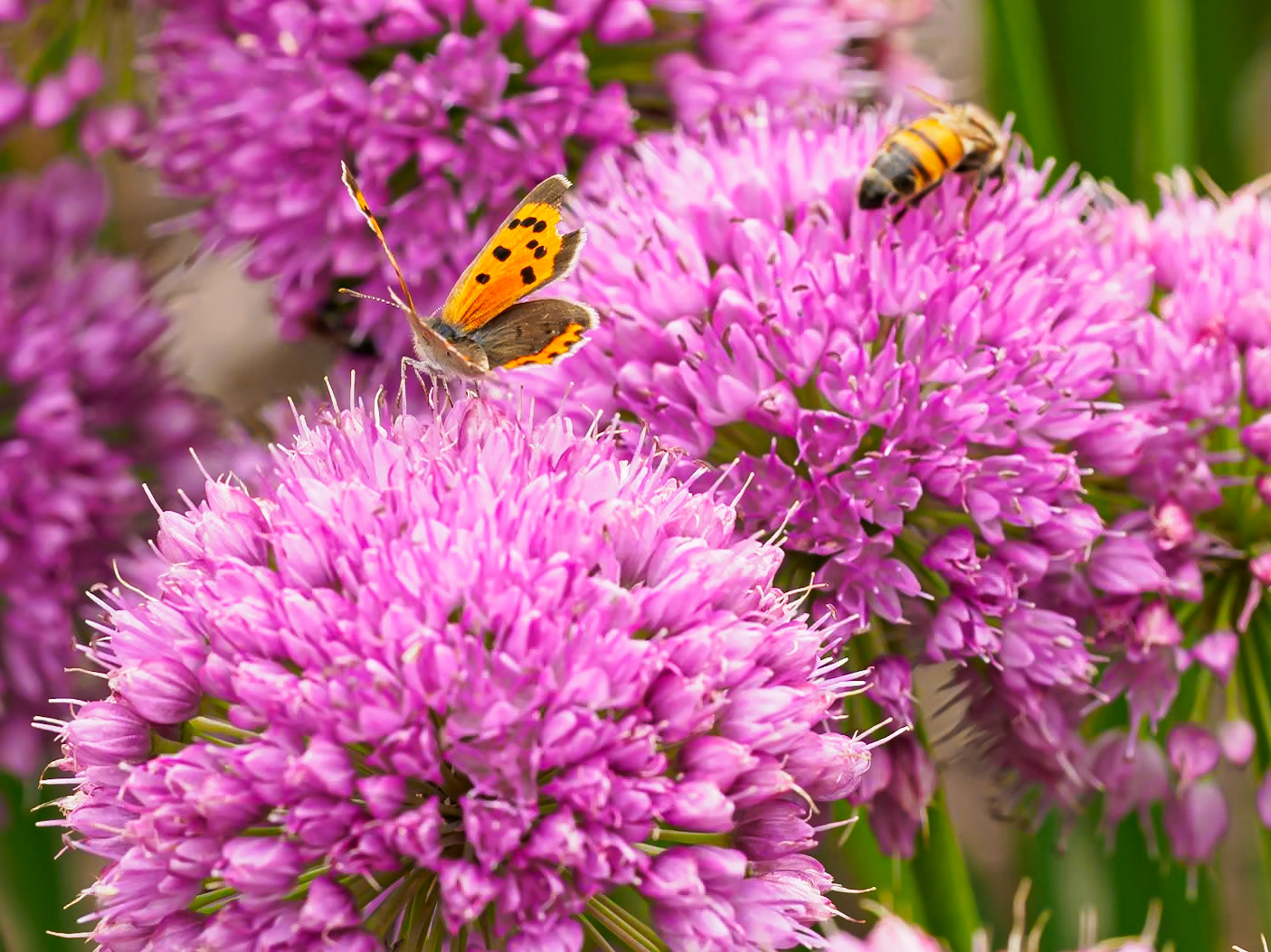 21820037 Small Yellow Flyers