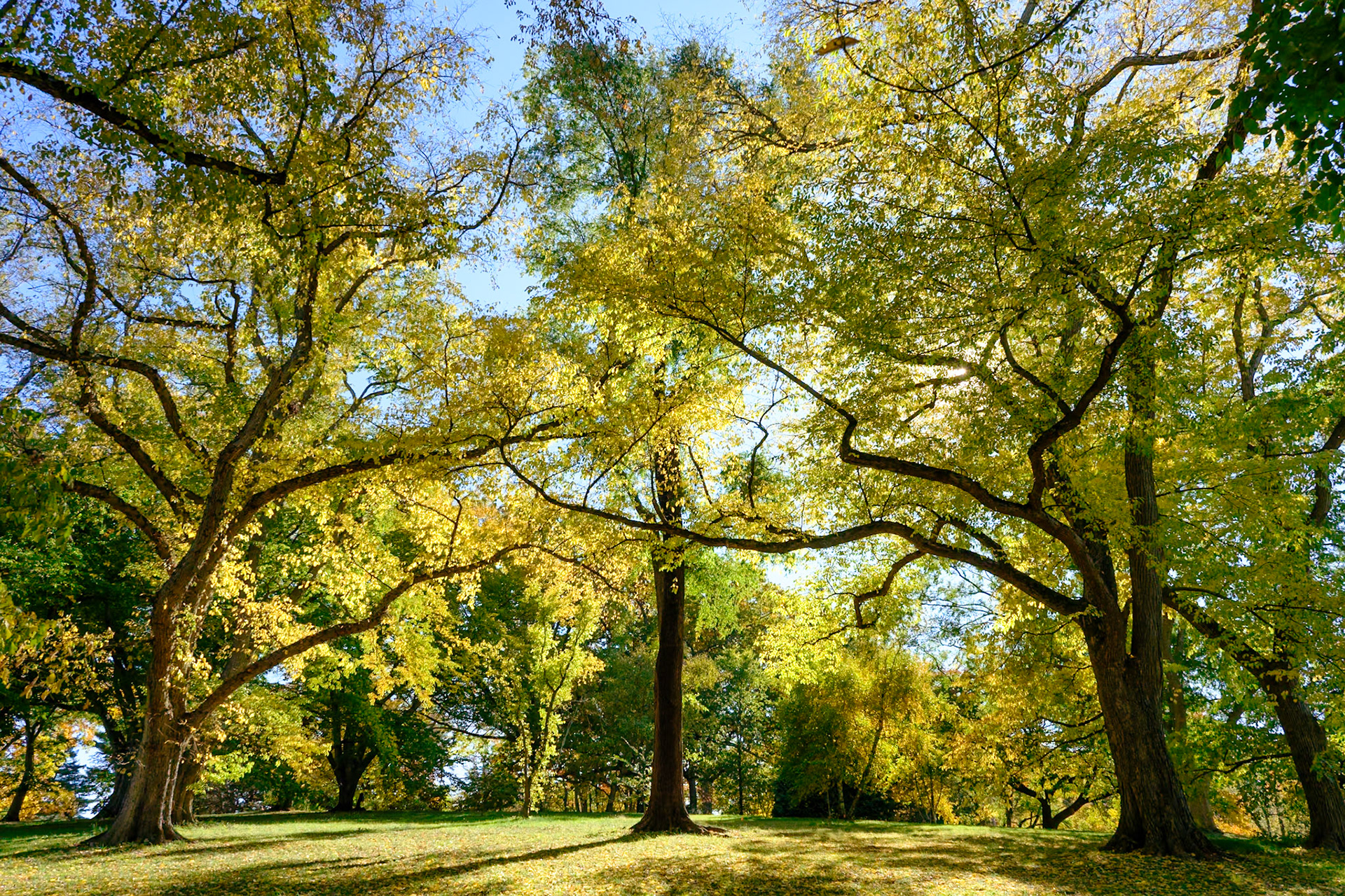 241020-221 Tree Designs