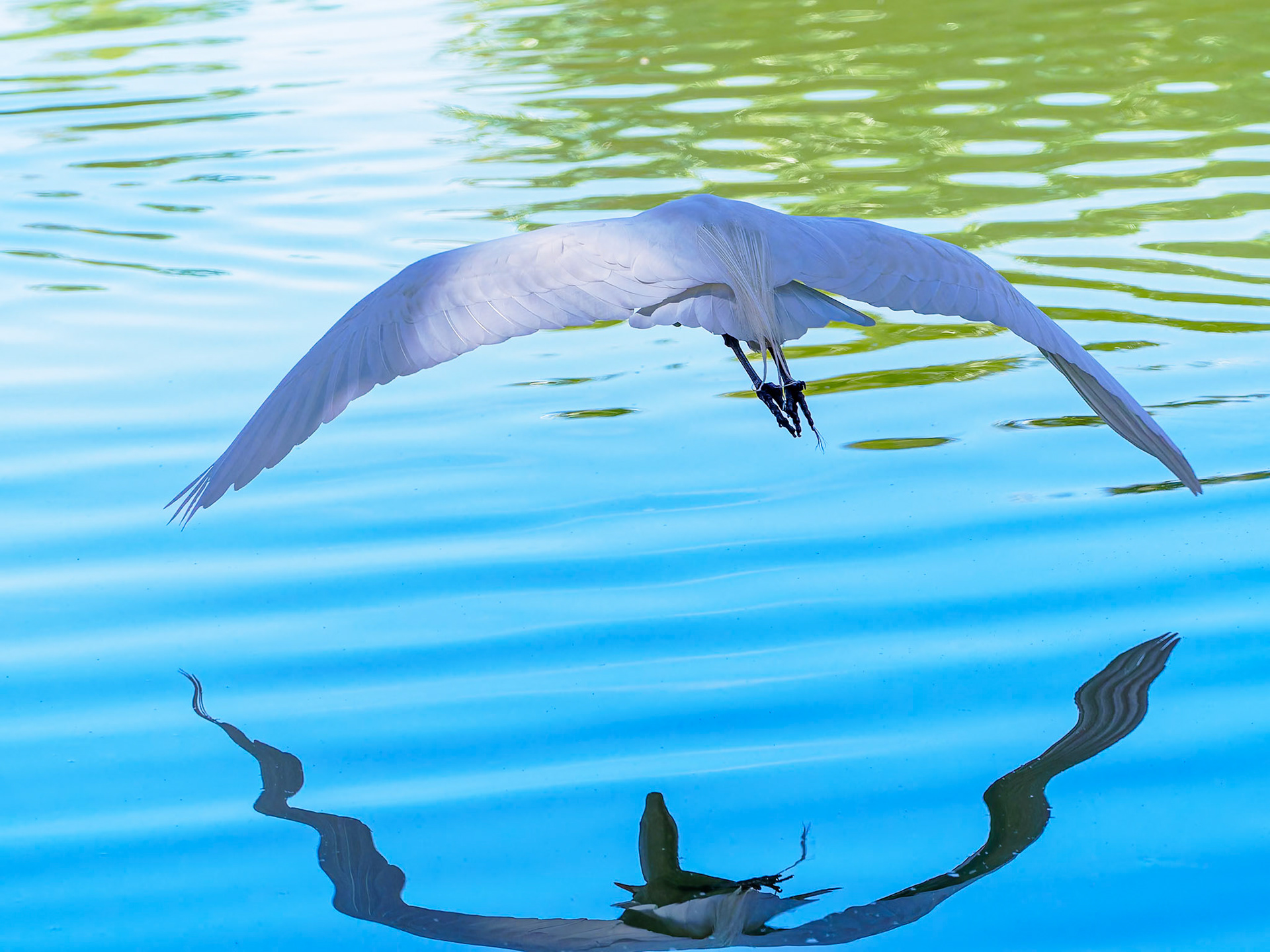 24312075 Egret in Flight