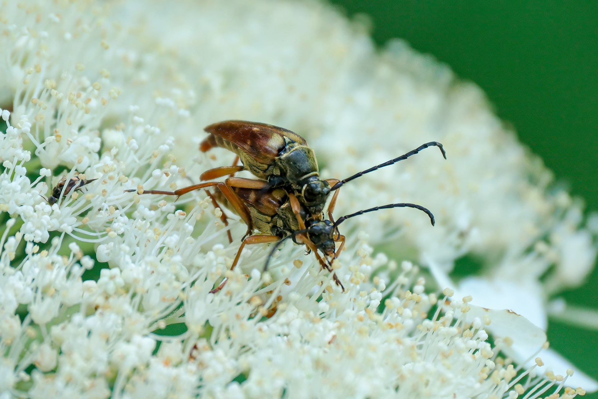 250722-281 Banded Longhorn Beetle (Typocerus velutinus) x 2