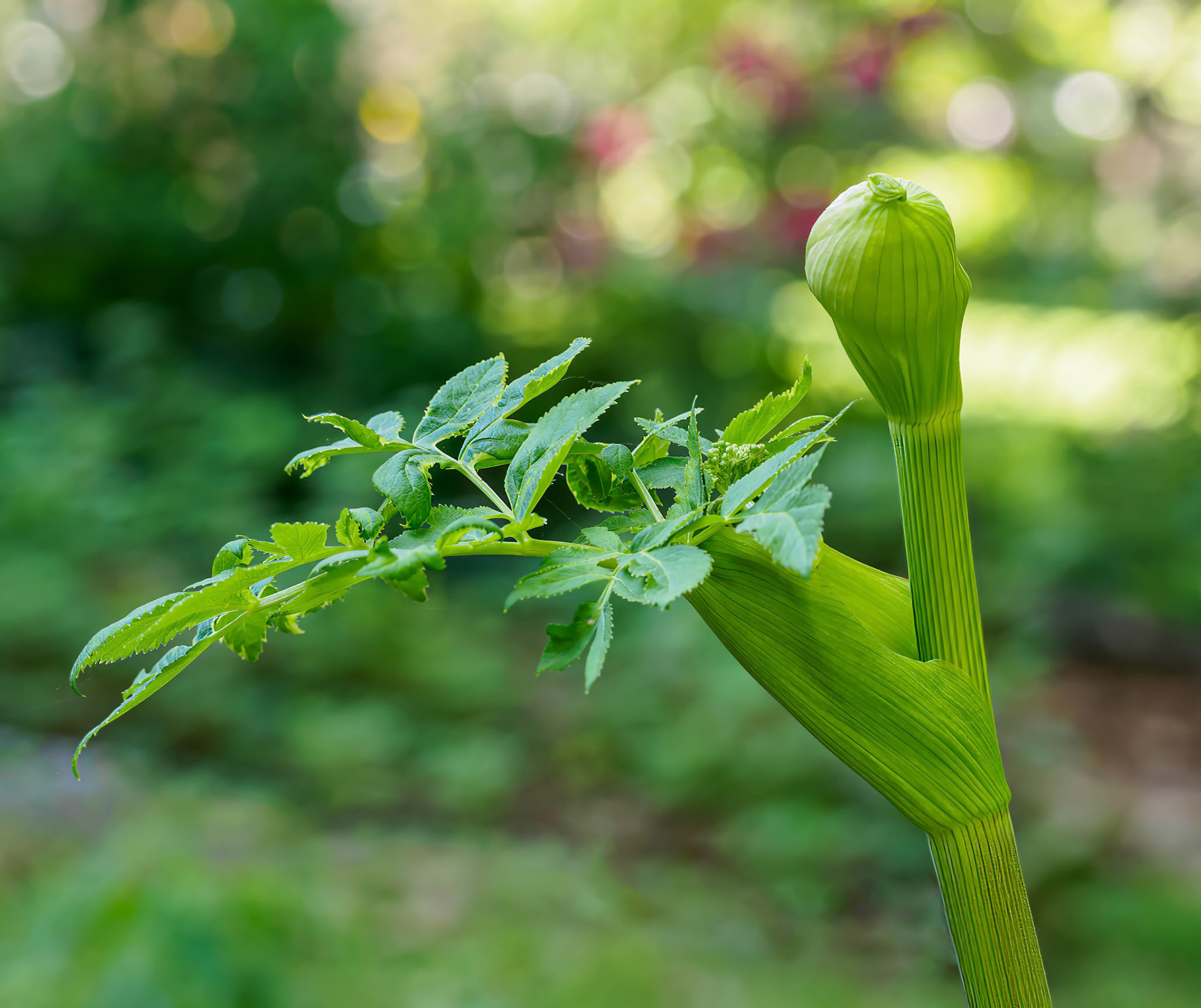 24603-017 Purple Stemmed Angelica (Angelica atropurpurea)
