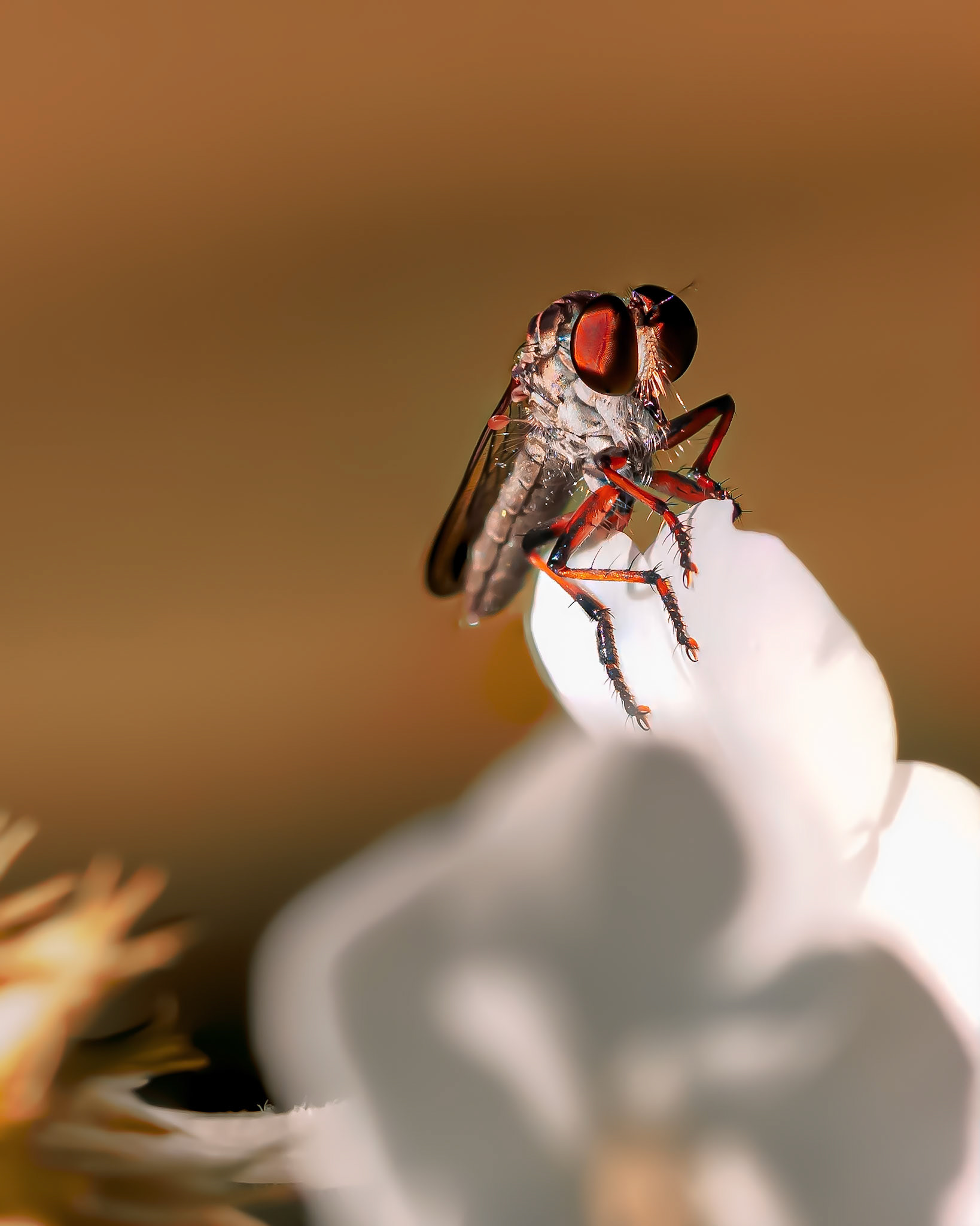 19724046 King of the Hill