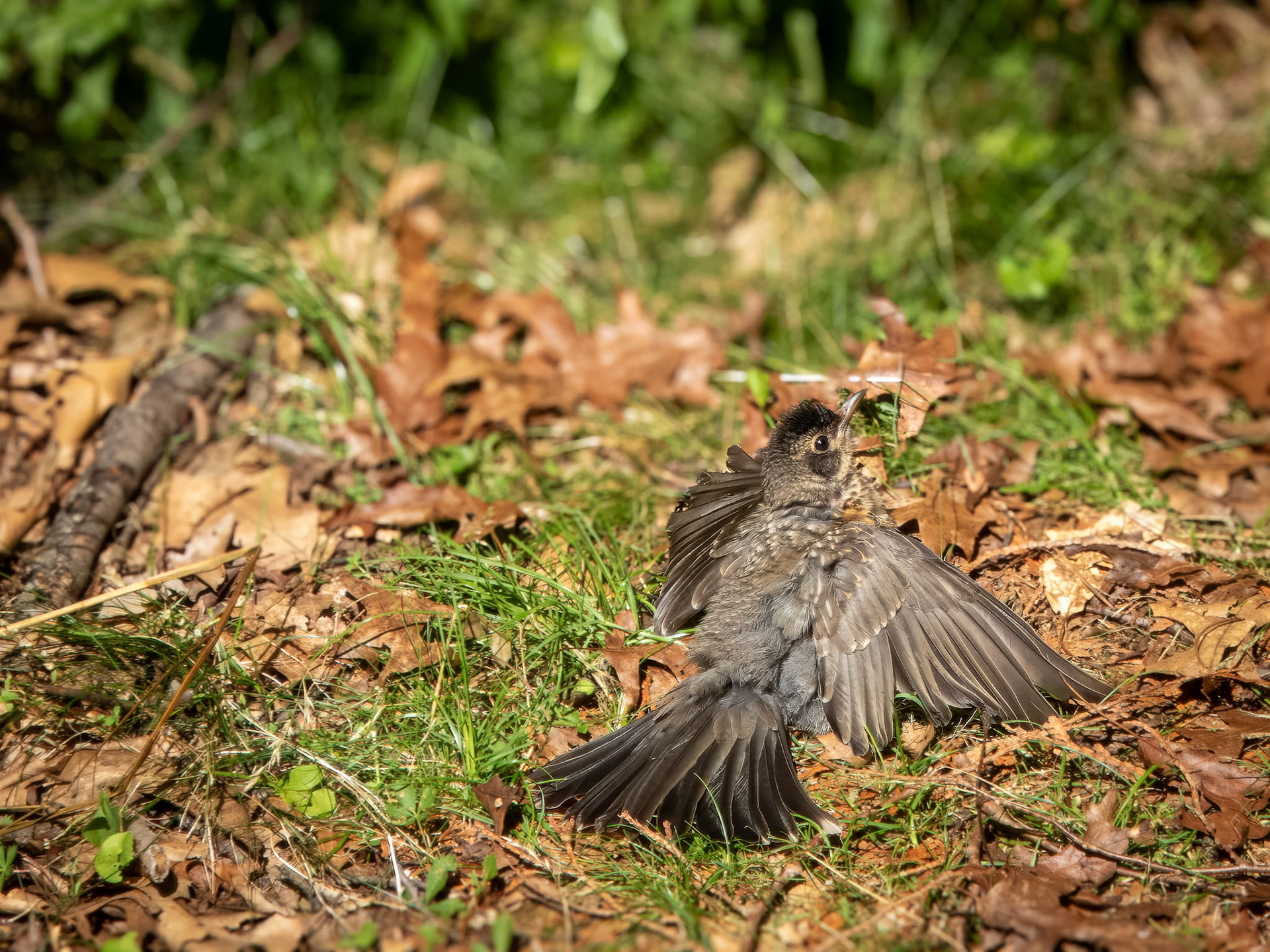Robin Friend Looks Hurt; Just Sunbathing! ©dag