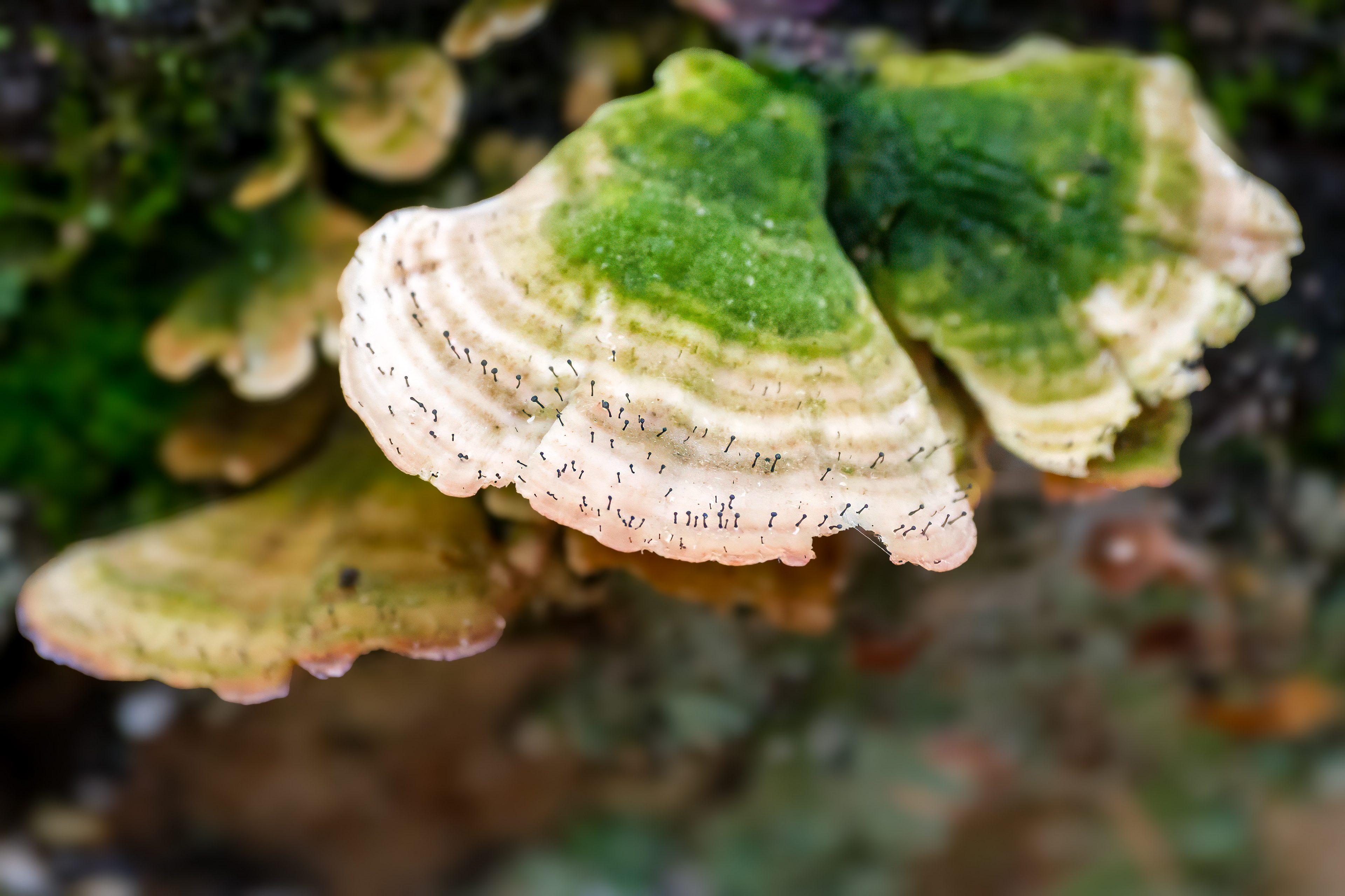 250504-098 Fairy Pins (Phaeocalicium polyporaeum) on Violet-toothed Polypore (Trichaptum biforme)