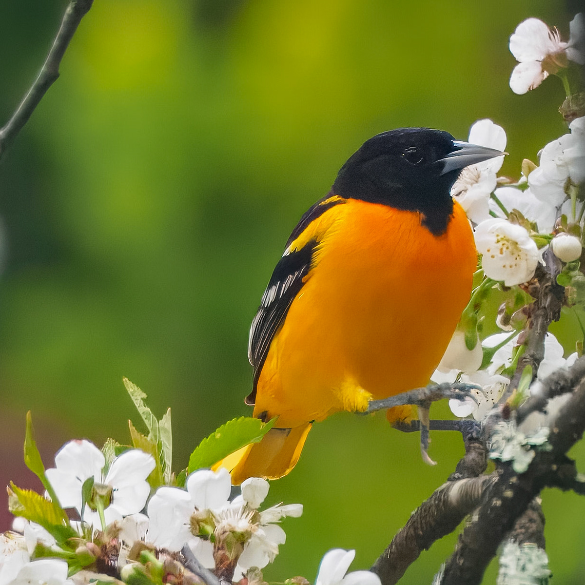 24501-062 Baltimore Oriole