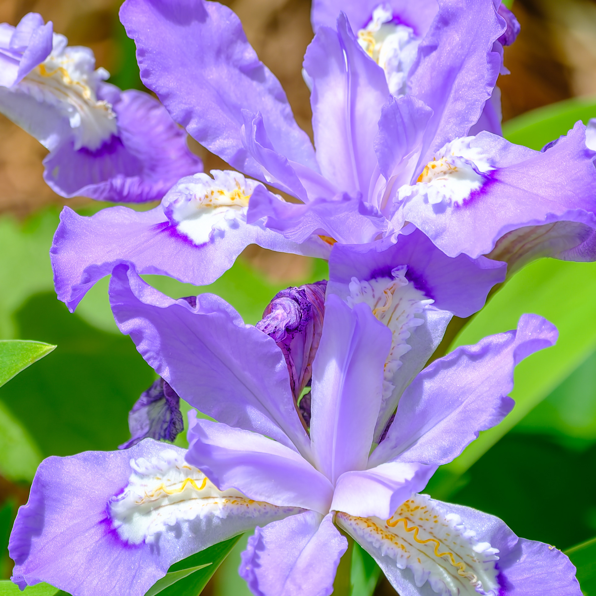 260512-437 Crested Iris (Iris cristata)