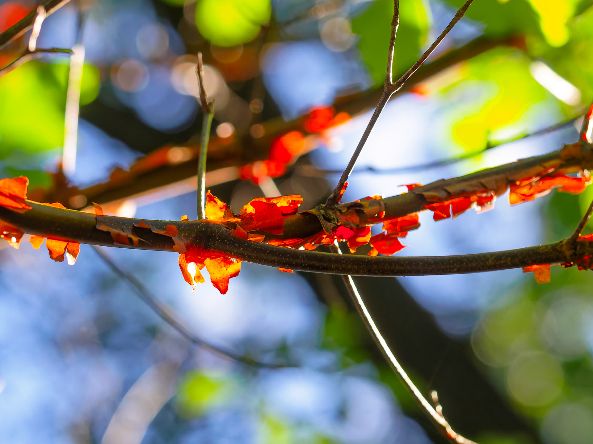 23A08019 Paperbark Maple
