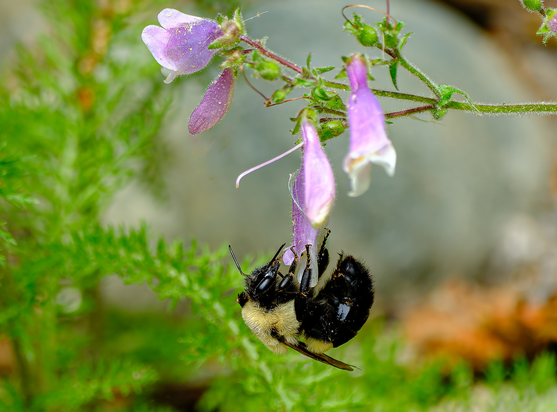 260531-556 Two-spotted Bumble Bee (Bombus bimaculatus)