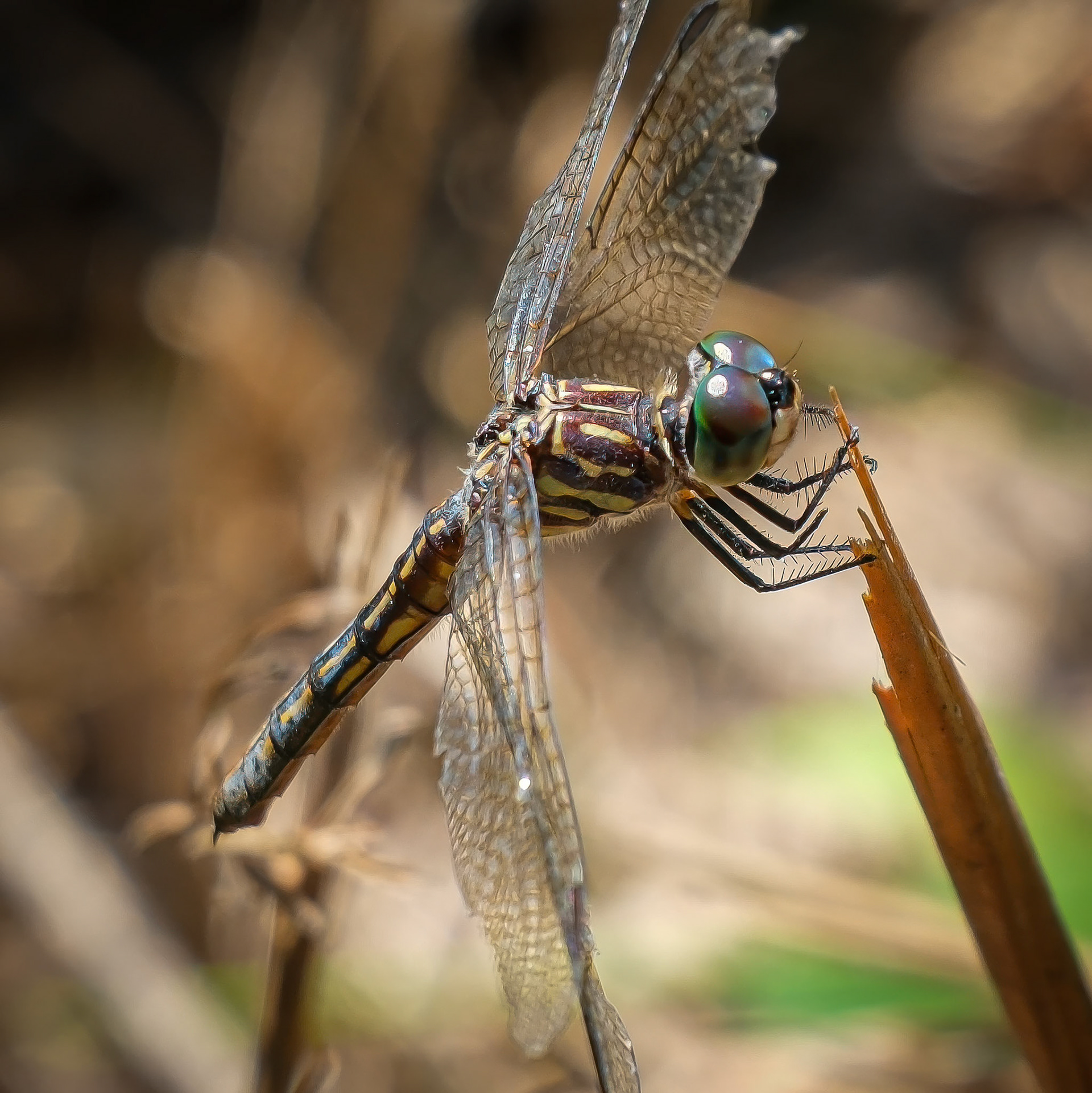 240823-231 Blue Dasher (Pachydiplax longipennis)