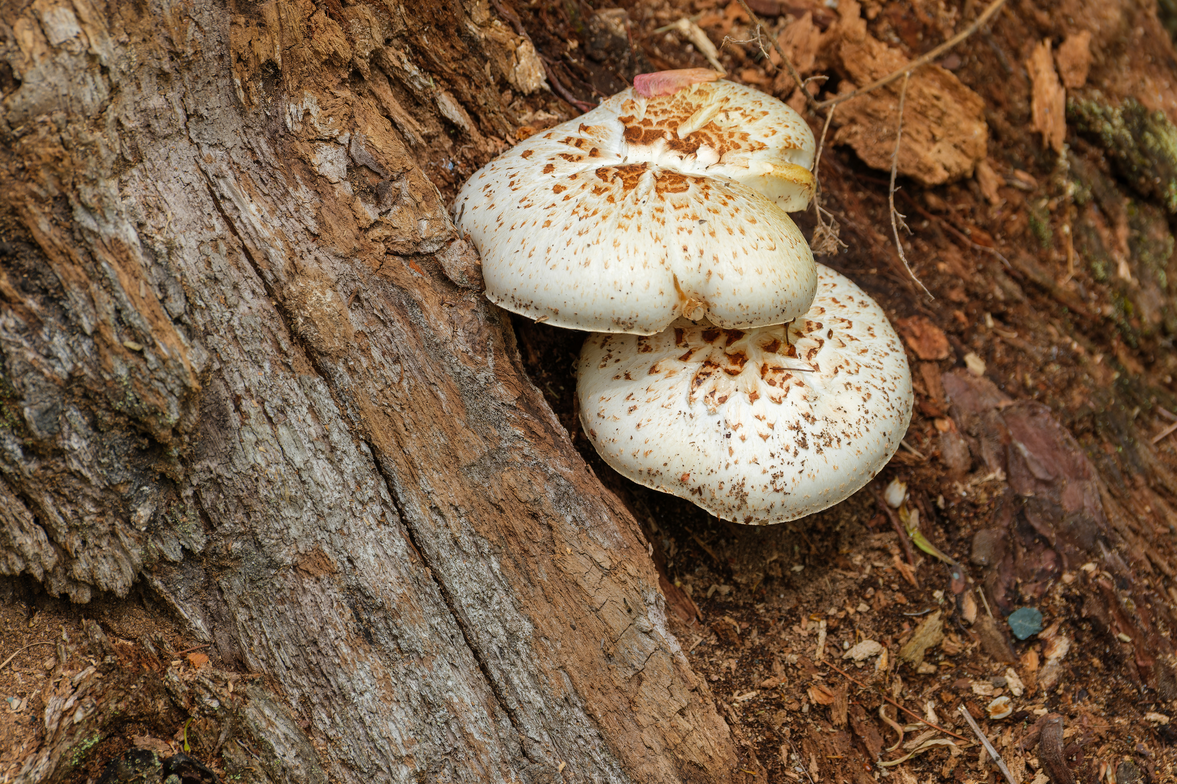 260521-494 Trainwrecker (Neolentinus lepideus)