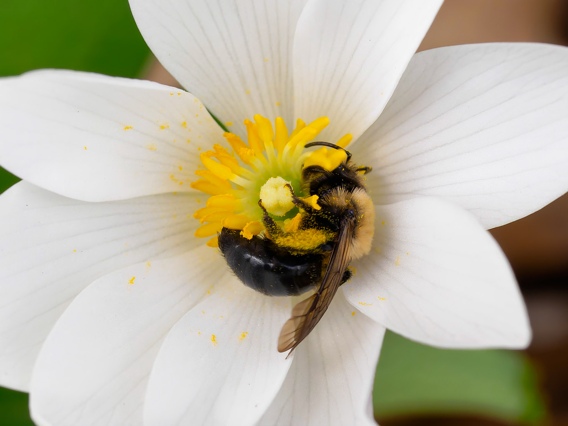 22416063 Bee Hug